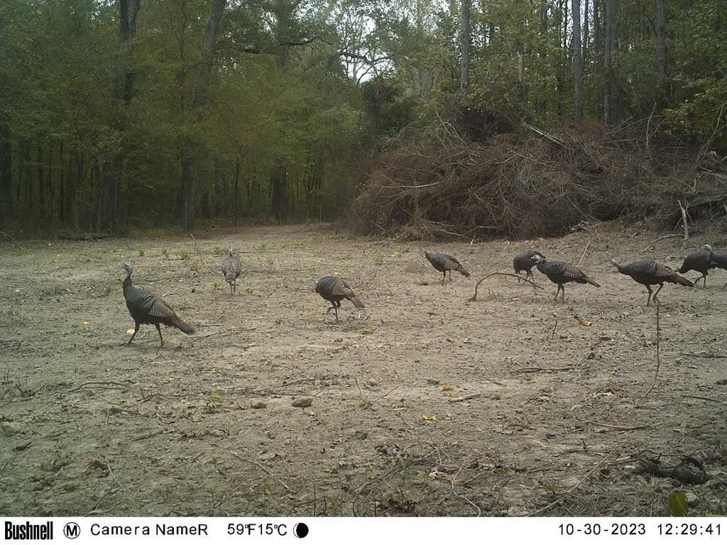 Osyka, Amite County, MS Undeveloped Land, Lakefront Property