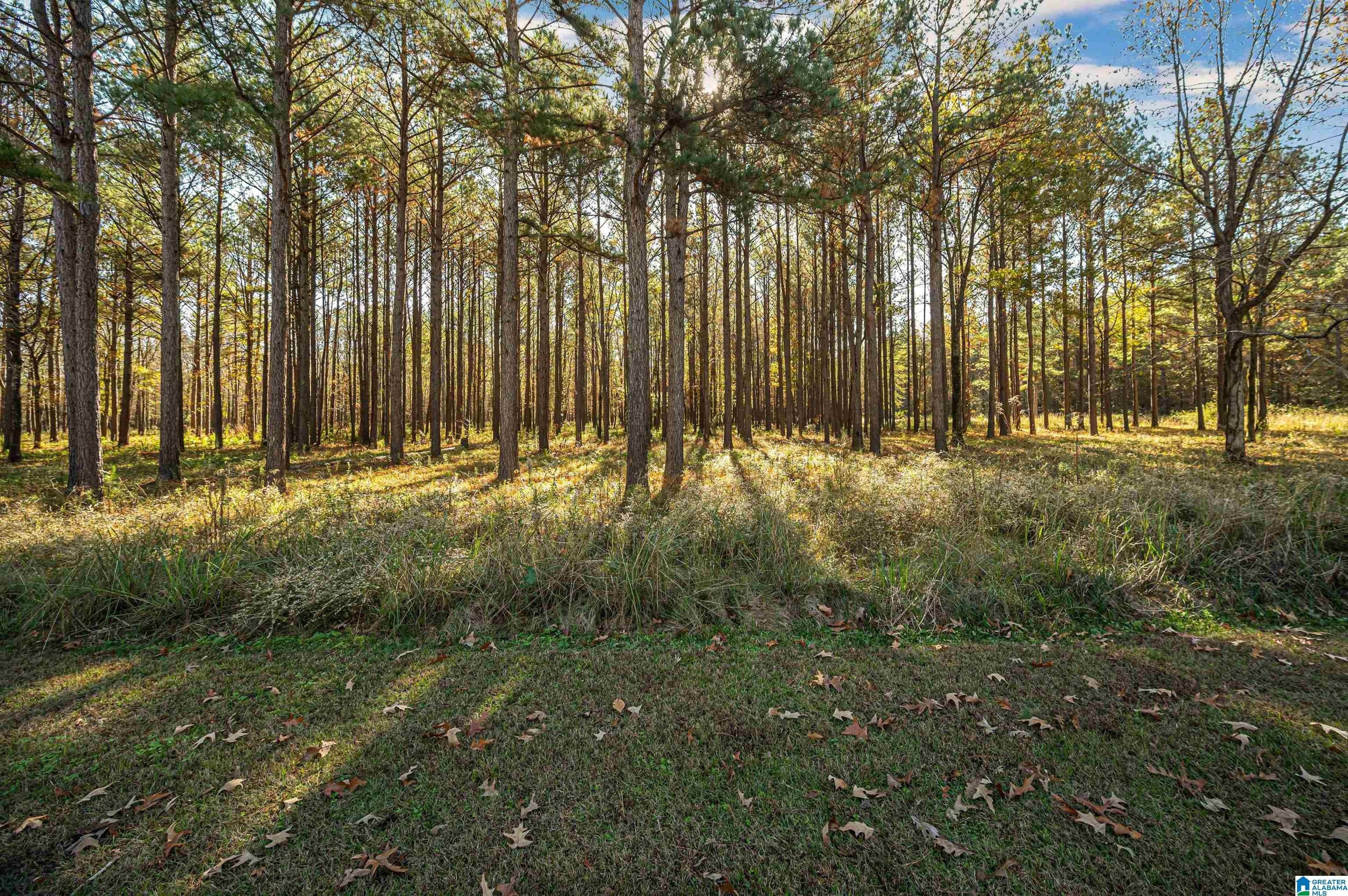 Akron, Hale County, AL Undeveloped Land for sale Property ID 418378405