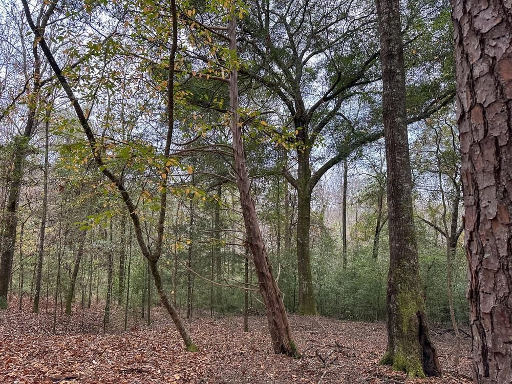 Shorter, Macon County, AL Farms and Ranches, Timberland Property for