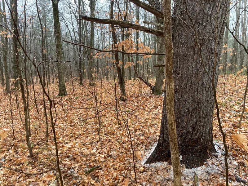 Tittabawassee Trail, Gaylord, MI 49735 LandWatch