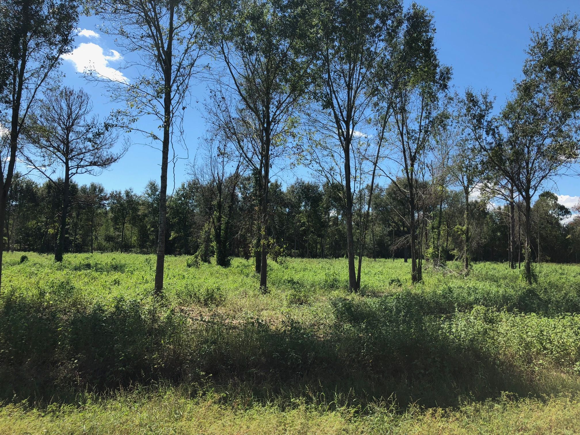 Mamou, Evangeline Parish, LA Undeveloped Land, Homesites for sale
