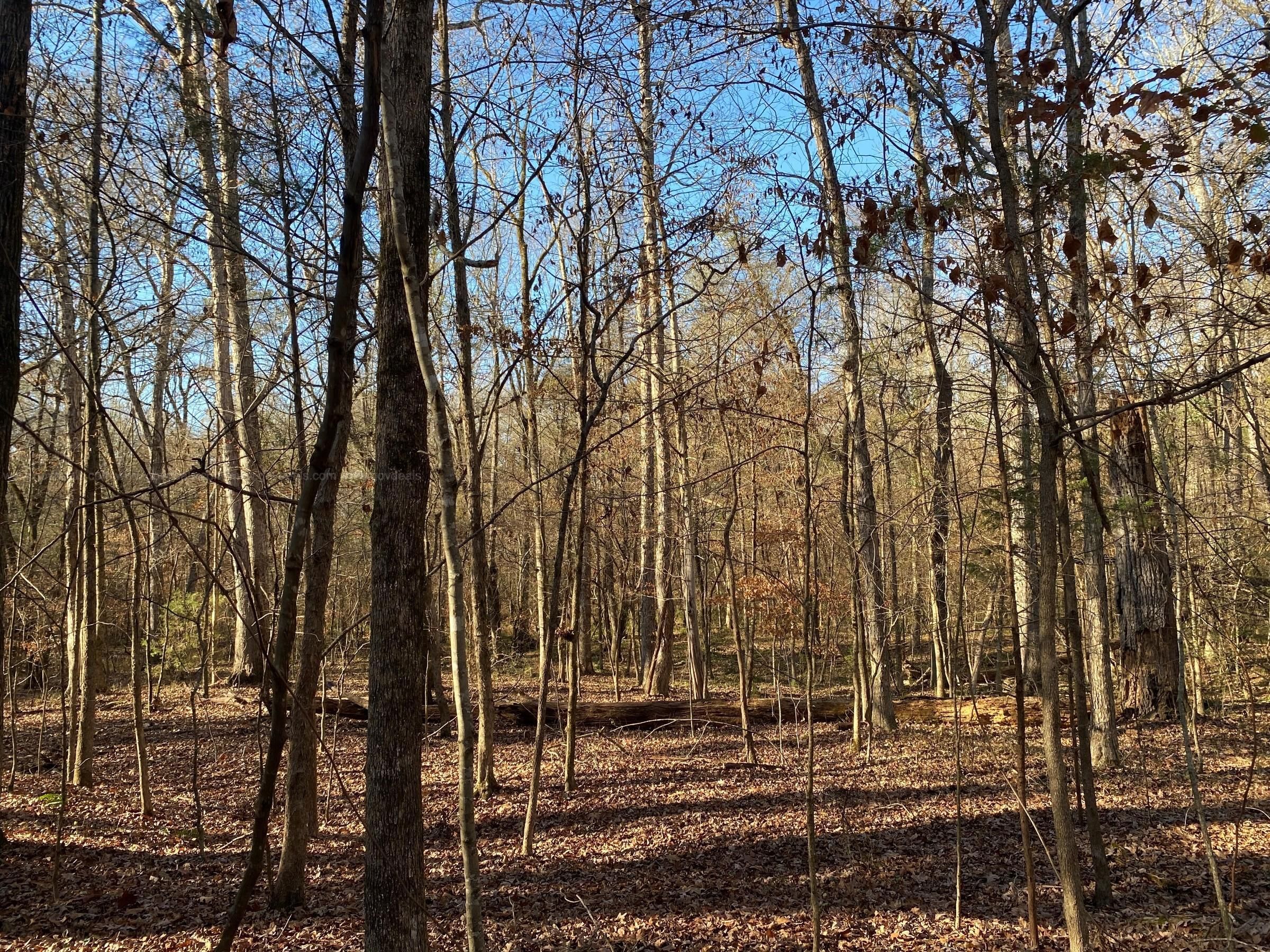 Saluda, Saluda County, SC Timberland Property, Undeveloped Land