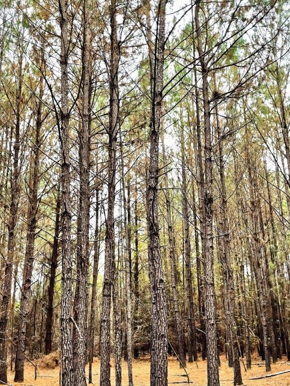 Midville, Emanuel County, GA Recreational Property, Timberland Property