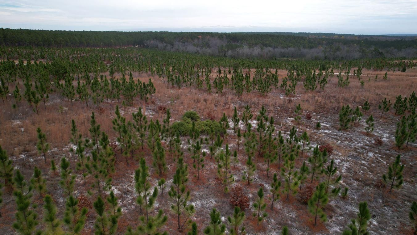 Nivens Rd Patrick, SC 29584, Patrick, SC 29584 LandWatch