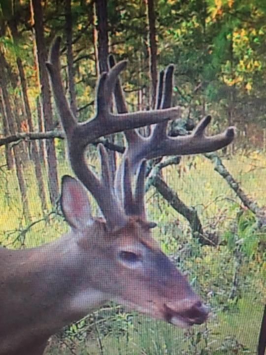 2056 Pelham Road, Climax, GA 39834 LandWatch