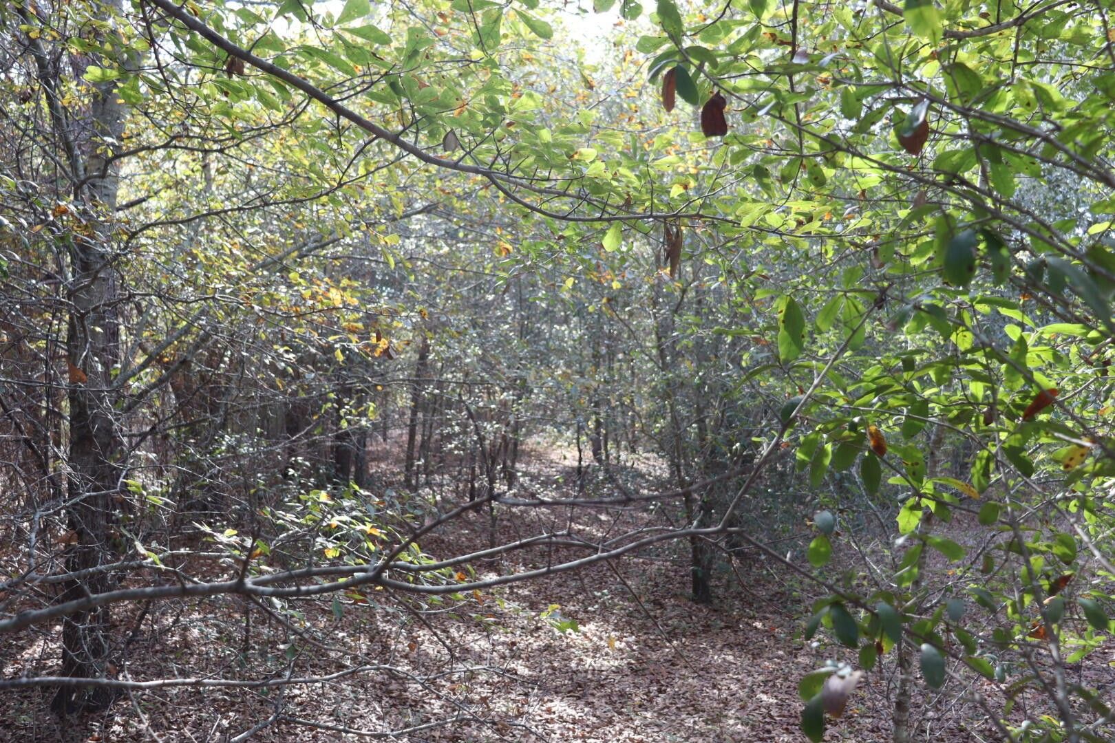 0 Neeses Highway, Neeses, SC 29107 MLS 209377 LandWatch