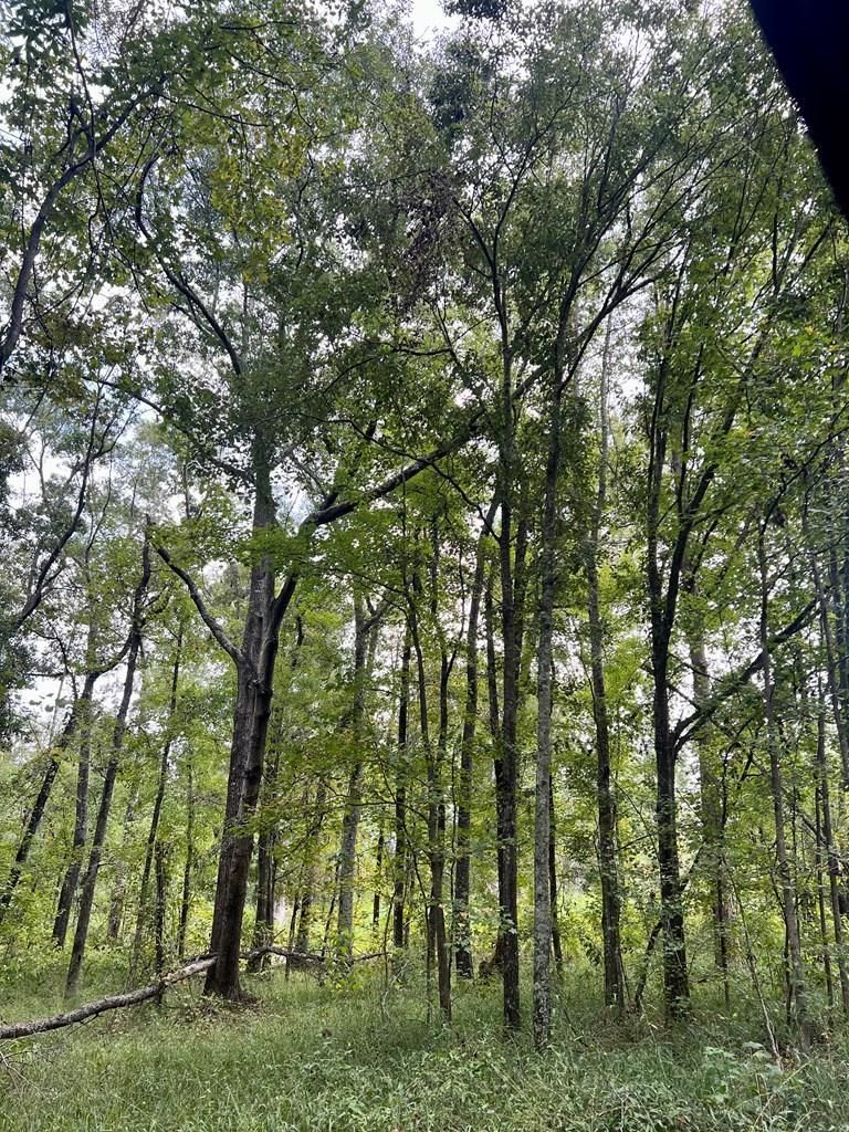 5306 262, Pelham, GA 31779 LandWatch