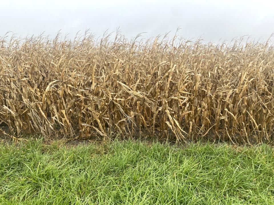 Camargo, Douglas County, IL Farms and Ranches for sale Property ID