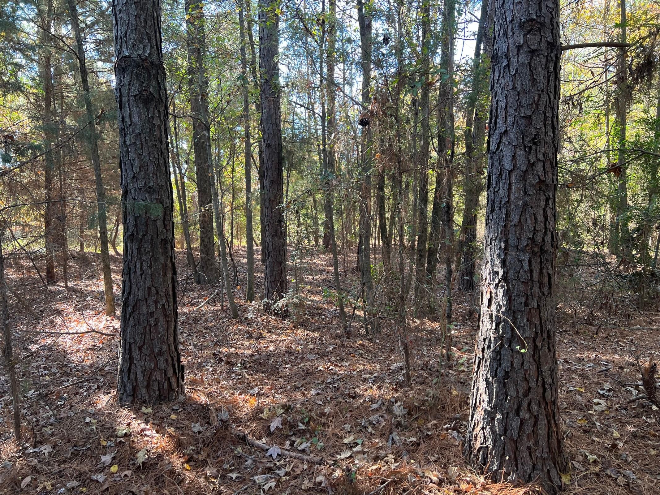 County Road 4105, Daingerfield, TX 75638 MLS 23015907 LandWatch