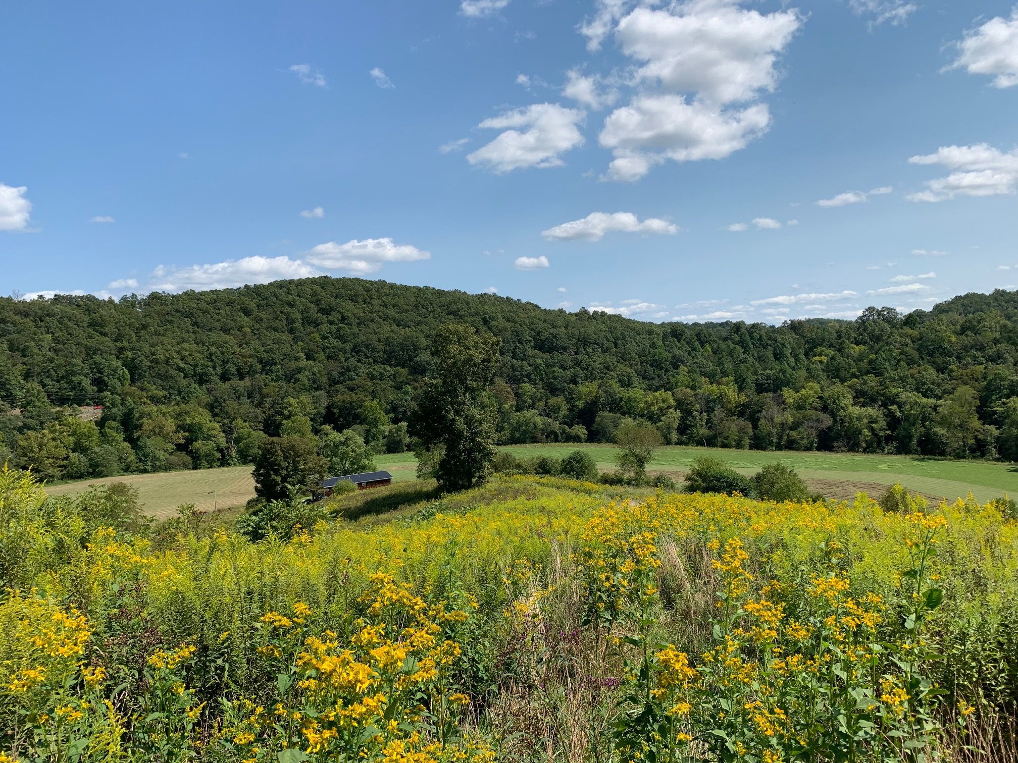 1672 Left Fork Creek Road, Louisa, KY 41230 MLS 52006 LandWatch