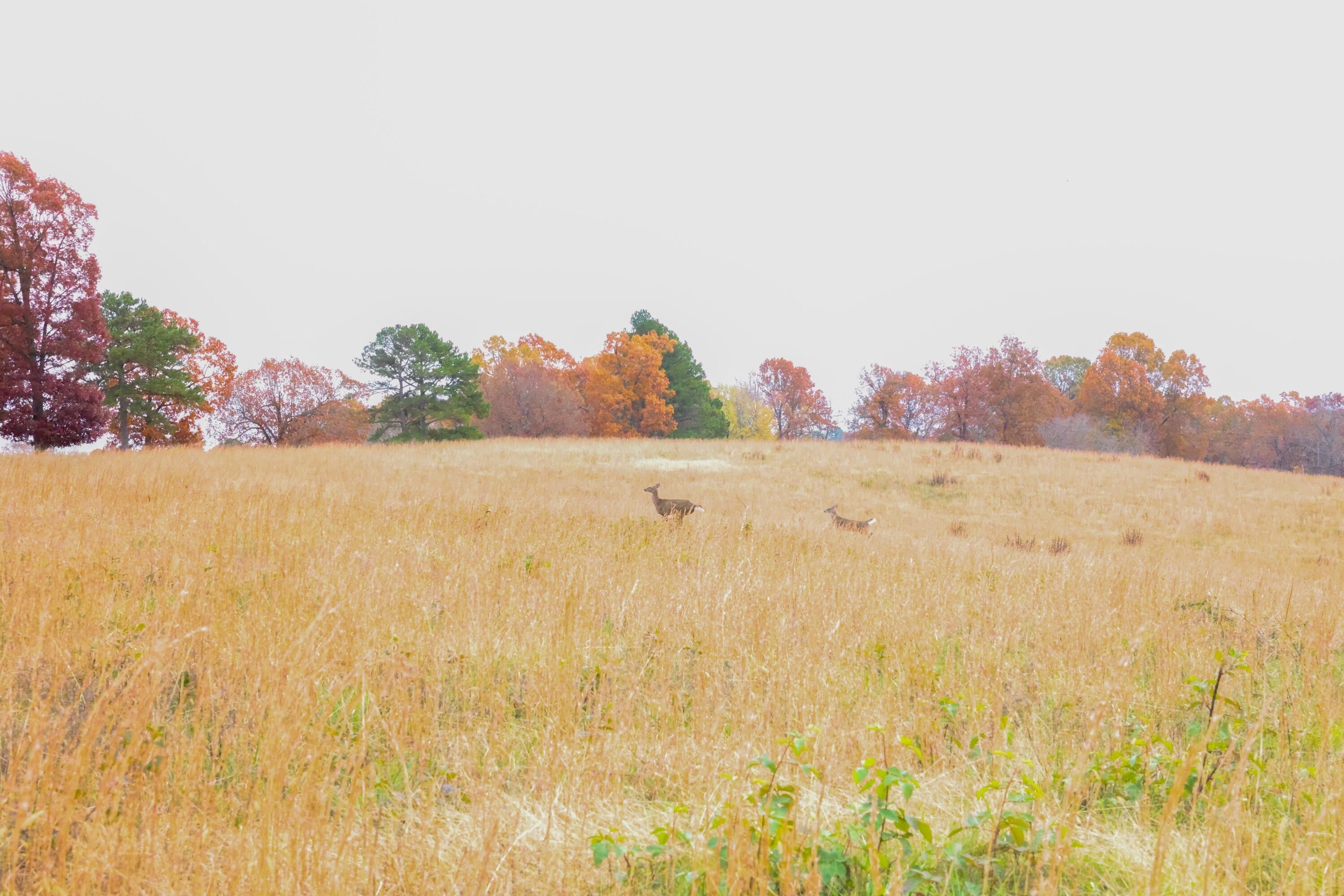 Hardy, Sharp County, AR Undeveloped Land, Lakefront Property