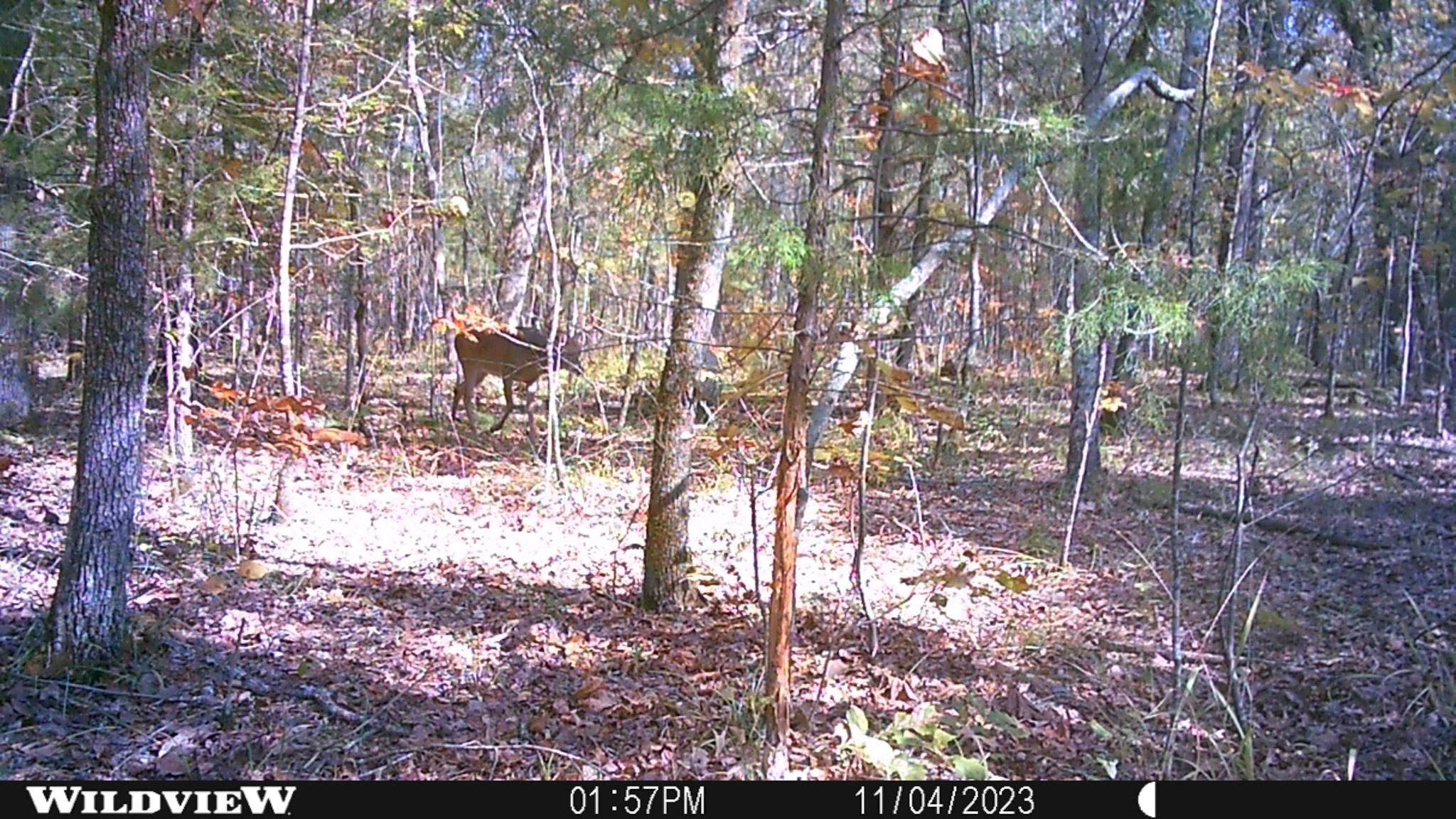 Avery, Red River County, TX Farms and Ranches, Hunting Property for