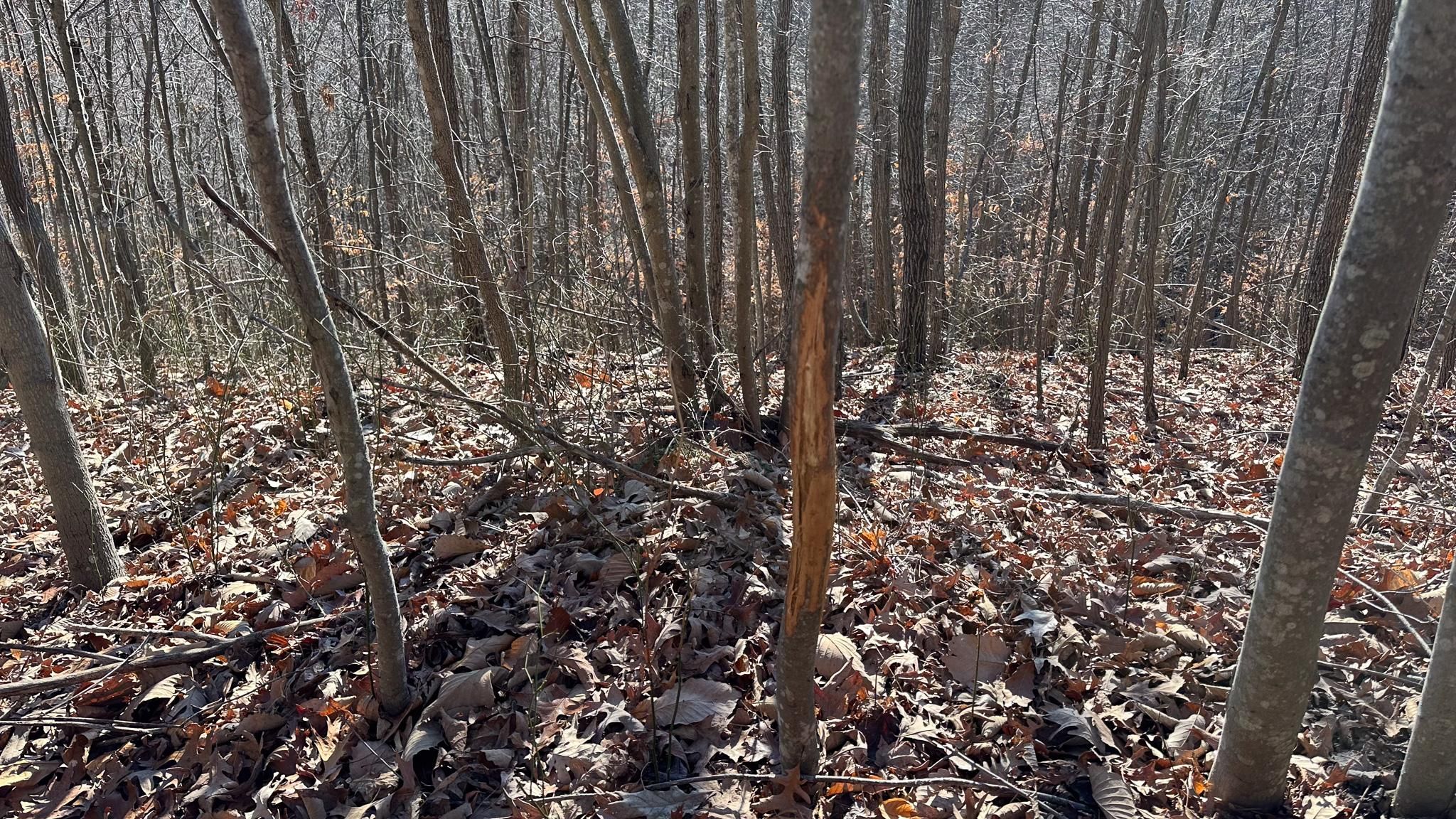 Stout Hollow Road, Portsmouth, OH 45662 MLS Scioto County Ohio Land