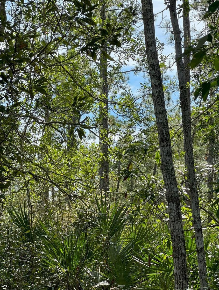 New Smyrna Beach, Volusia County, FL Undeveloped Land, Homesites for