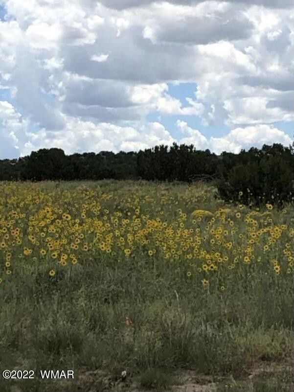 St Johns, Apache County, AZ Undeveloped Land for sale Property ID