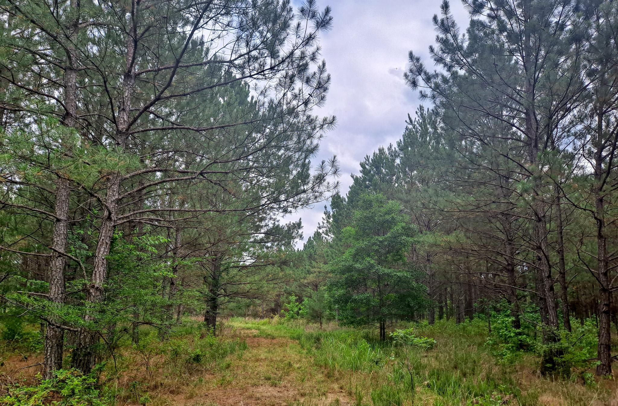 Nauvoo, Walker County, AL Recreational Property, Undeveloped Land for