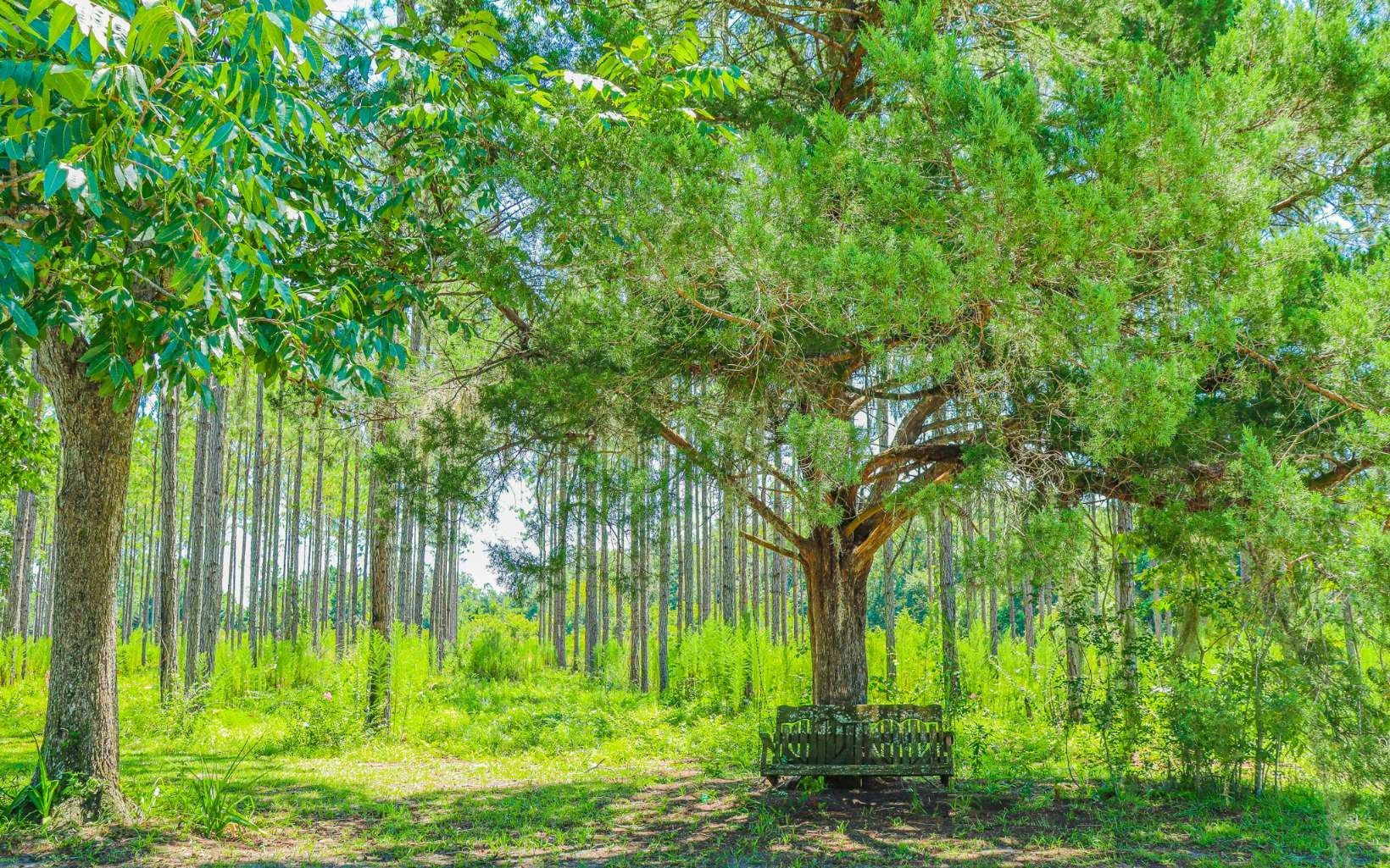 Screven, Wayne County, GA House for sale Property ID 418539693 LandWatch