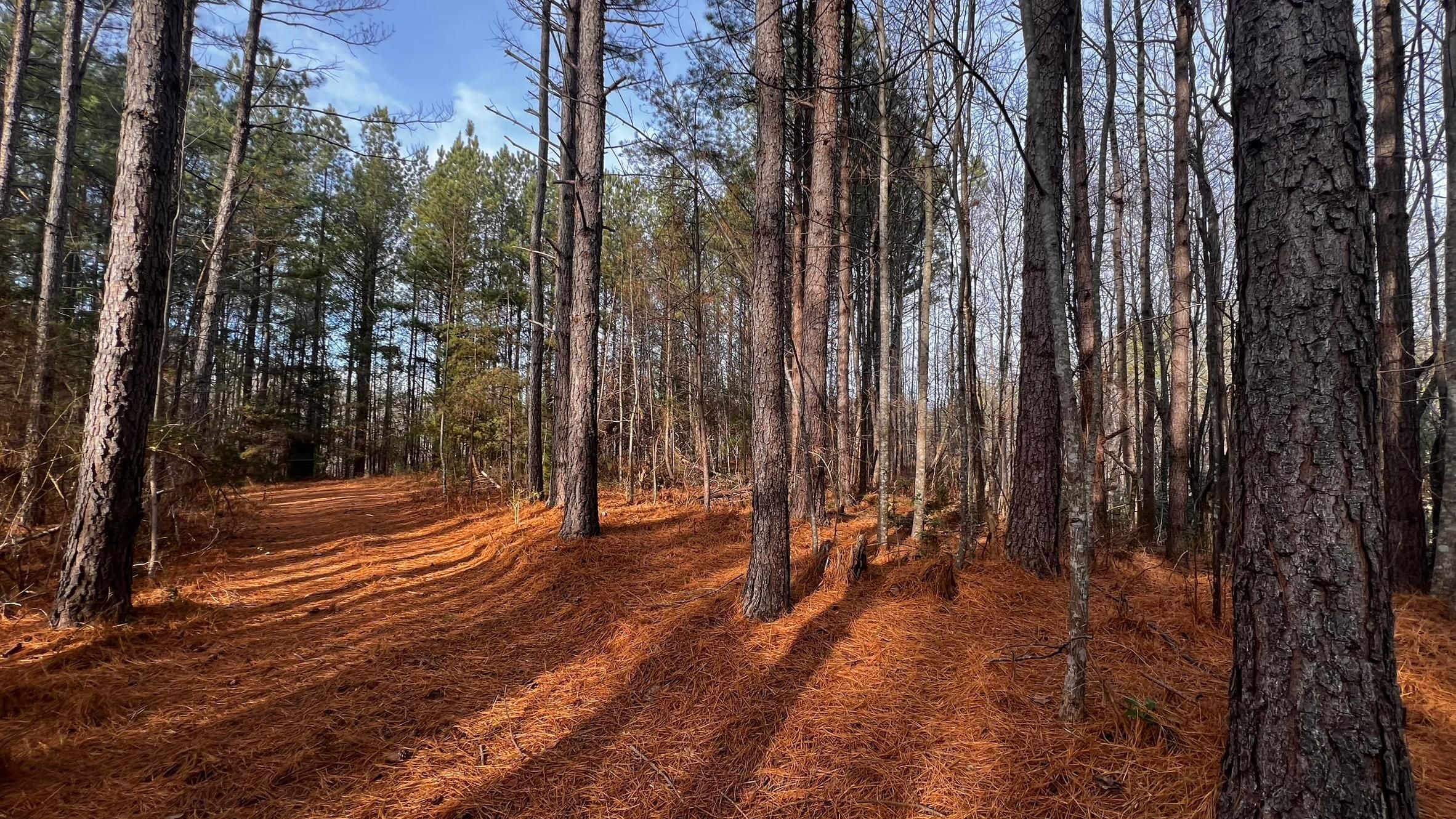 State Road, Surry County, NC Timberland Property, Undeveloped Land