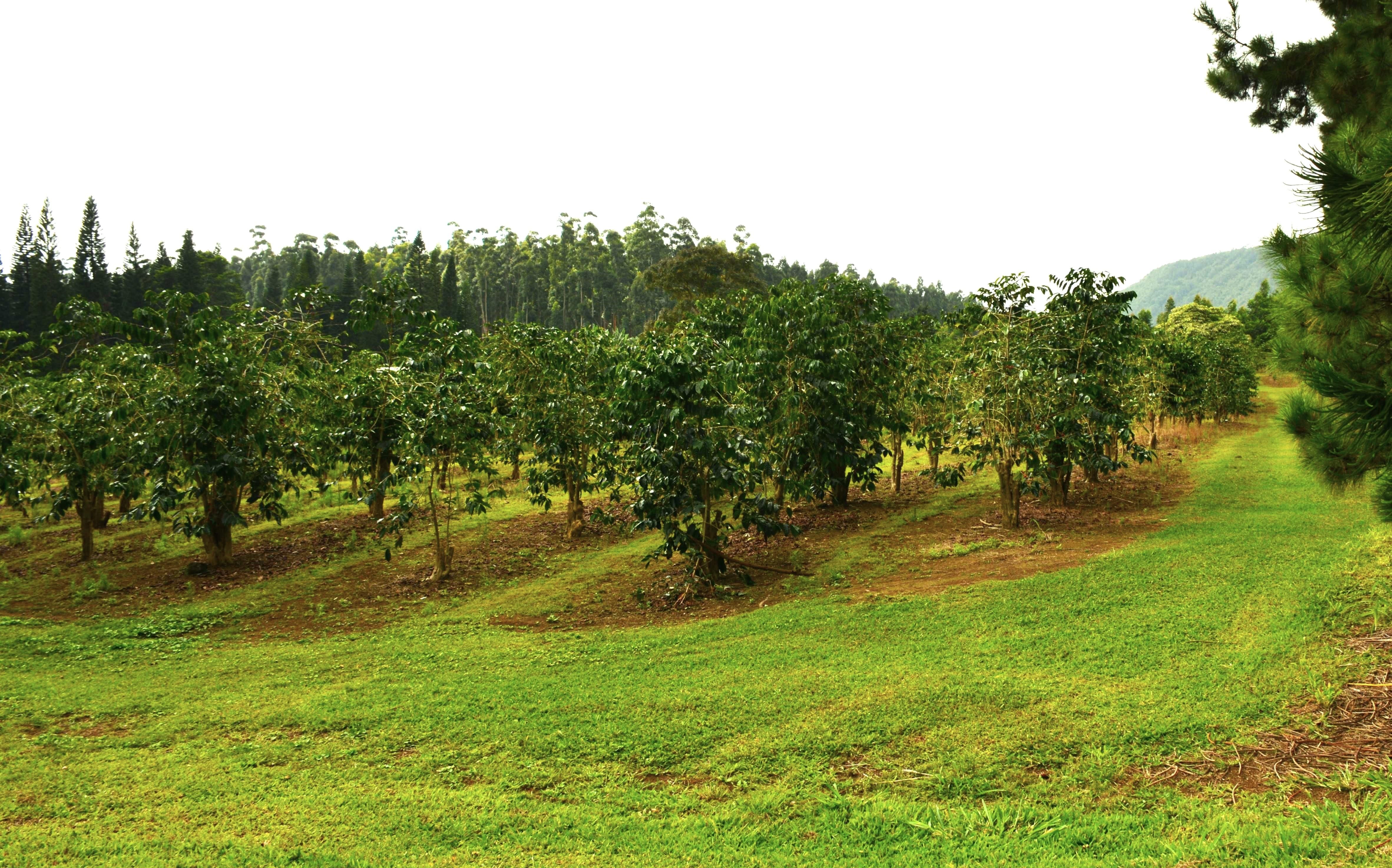 Lot 17 Moa'ula Farms, Pahala, HI 96777 | MLS: 706532 | LandWatch