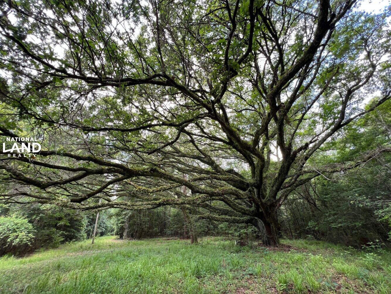 Little River, Baldwin County, AL Recreational Property, Timberland