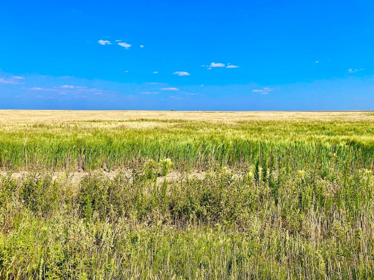 Havre, Hill County, MT Farms and Ranches, Hunting Property for sale