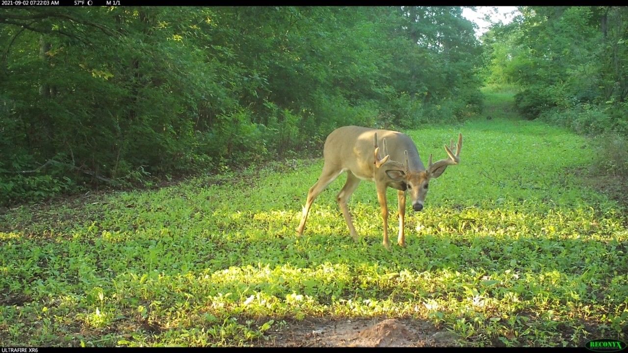 New Albin, Allamakee County, IA Undeveloped Land for sale Property ID
