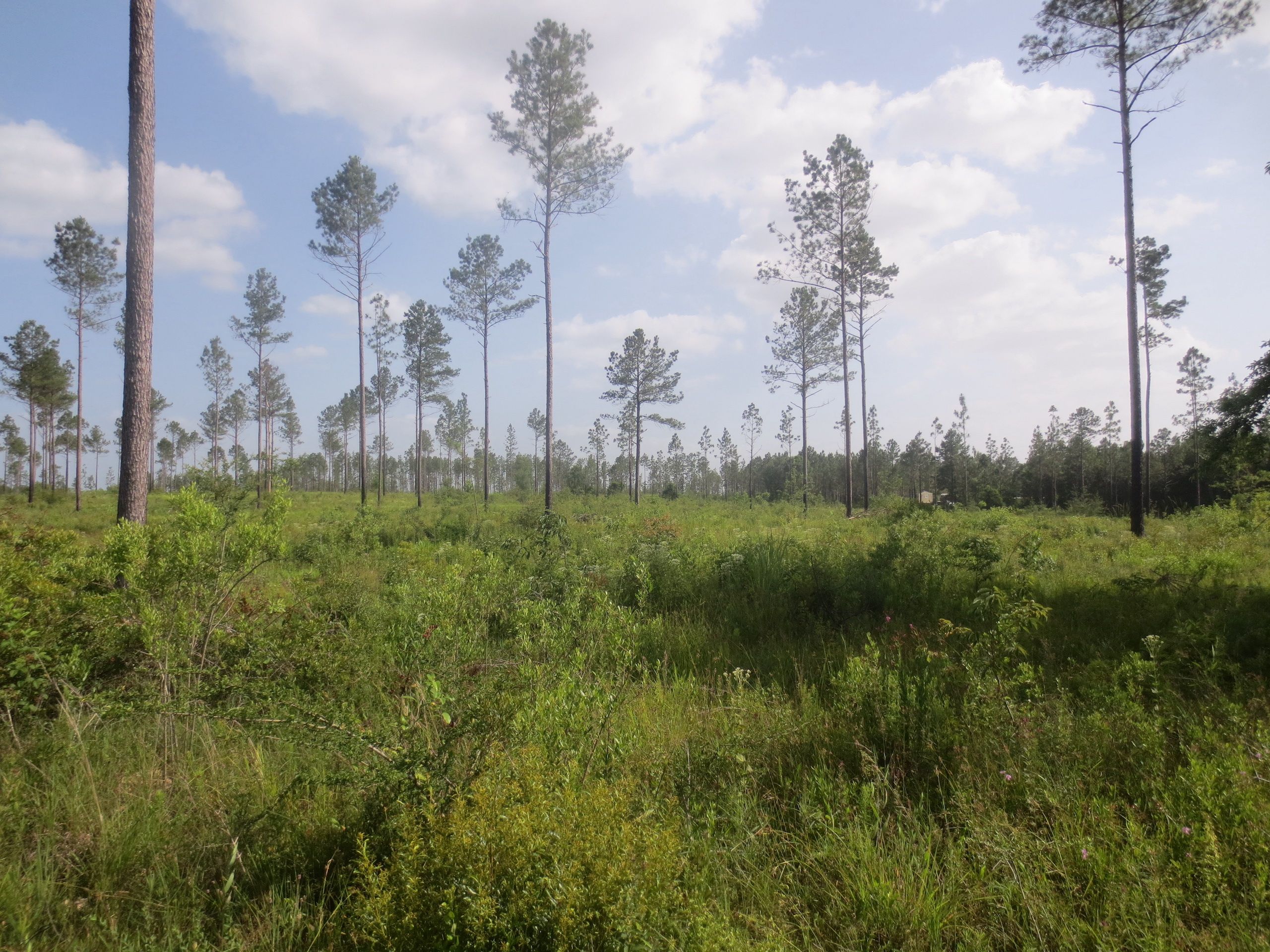 Lumberton, Lamar County, MS Recreational Property, Timberland Property