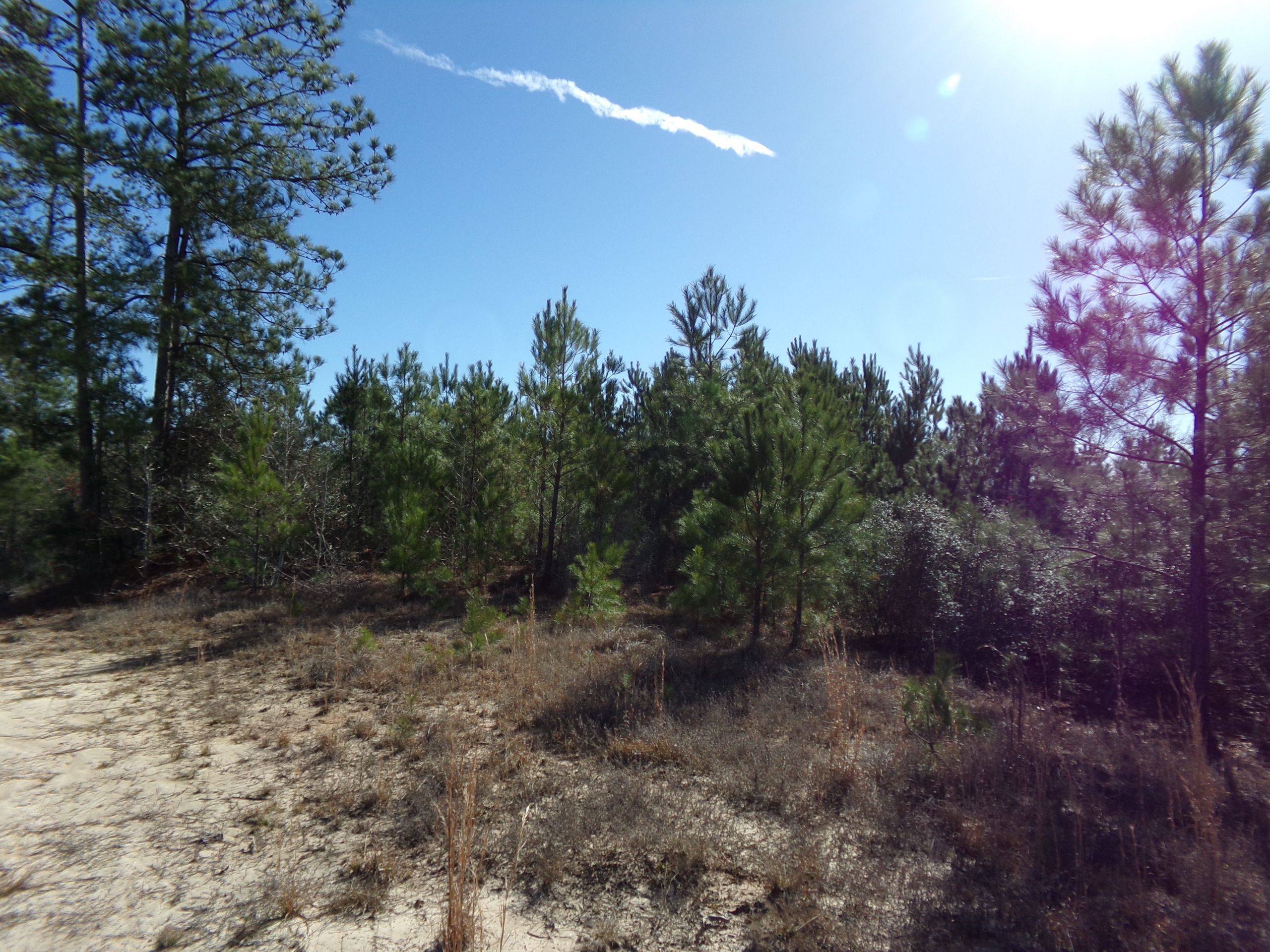 Highway 473 Lotwp001, Hornbeck, LA 71439 LandWatch