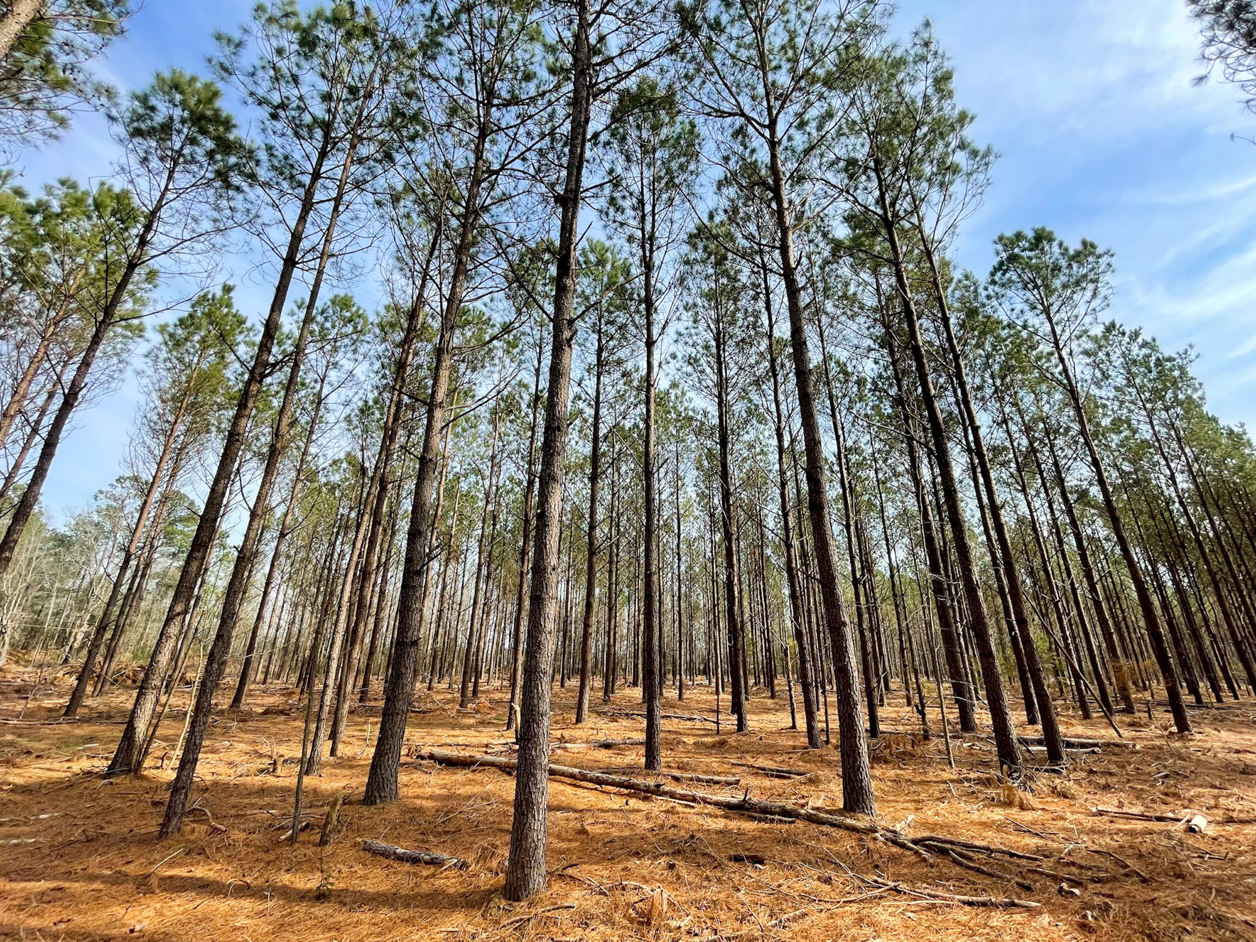 Fork, Dillon County, SC Recreational Property, Timberland Property