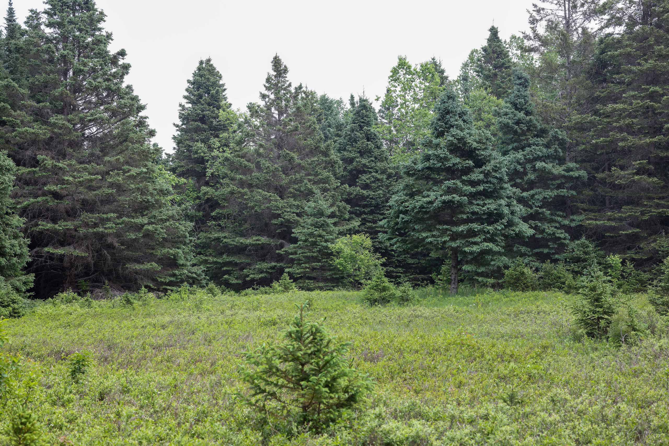 Gulliver, Schoolcraft County, MI Recreational Property, Timberland