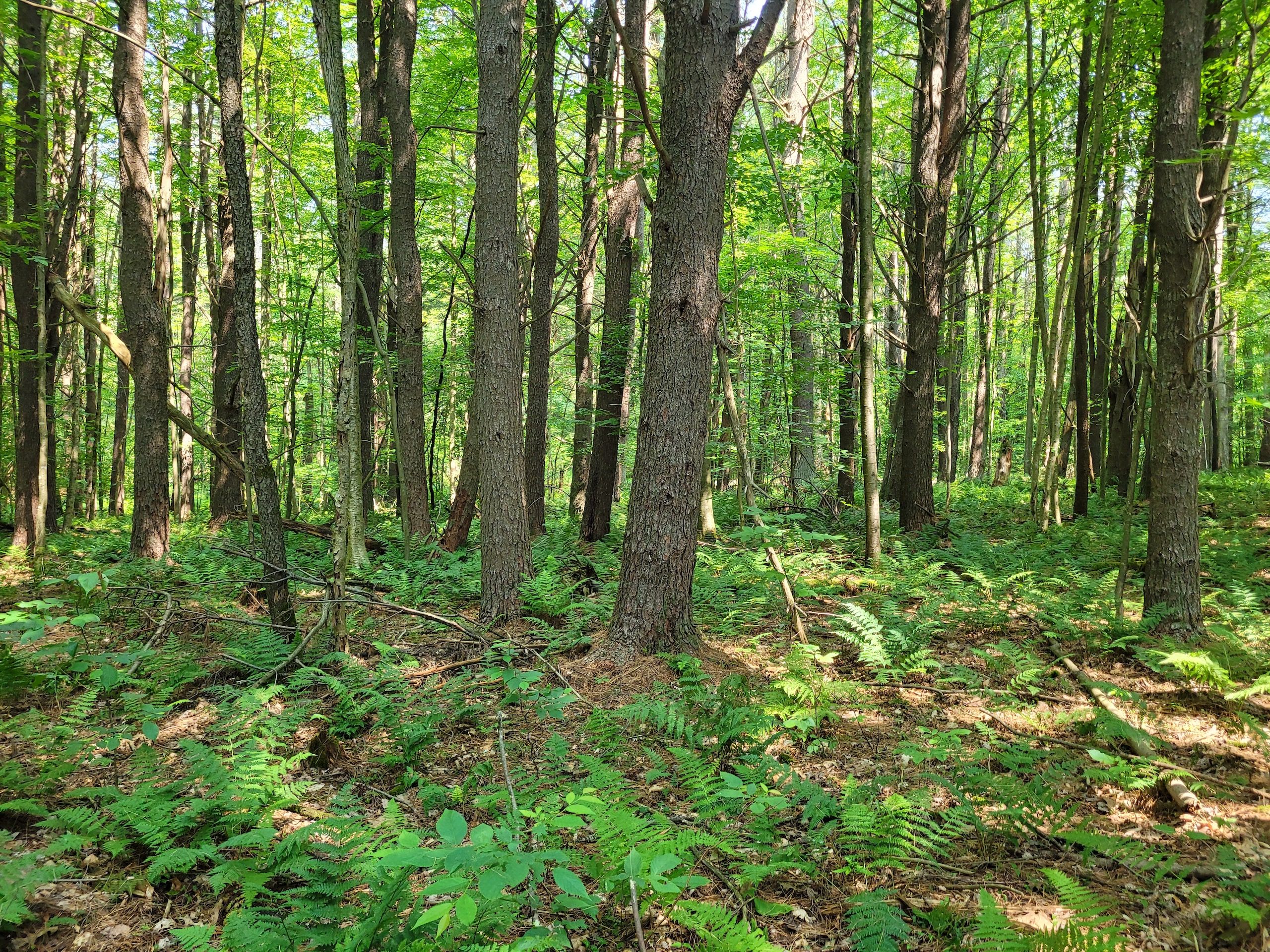 Copes Corners Rd, LotWP001, Butternuts, NY 13843 MLS 11189836