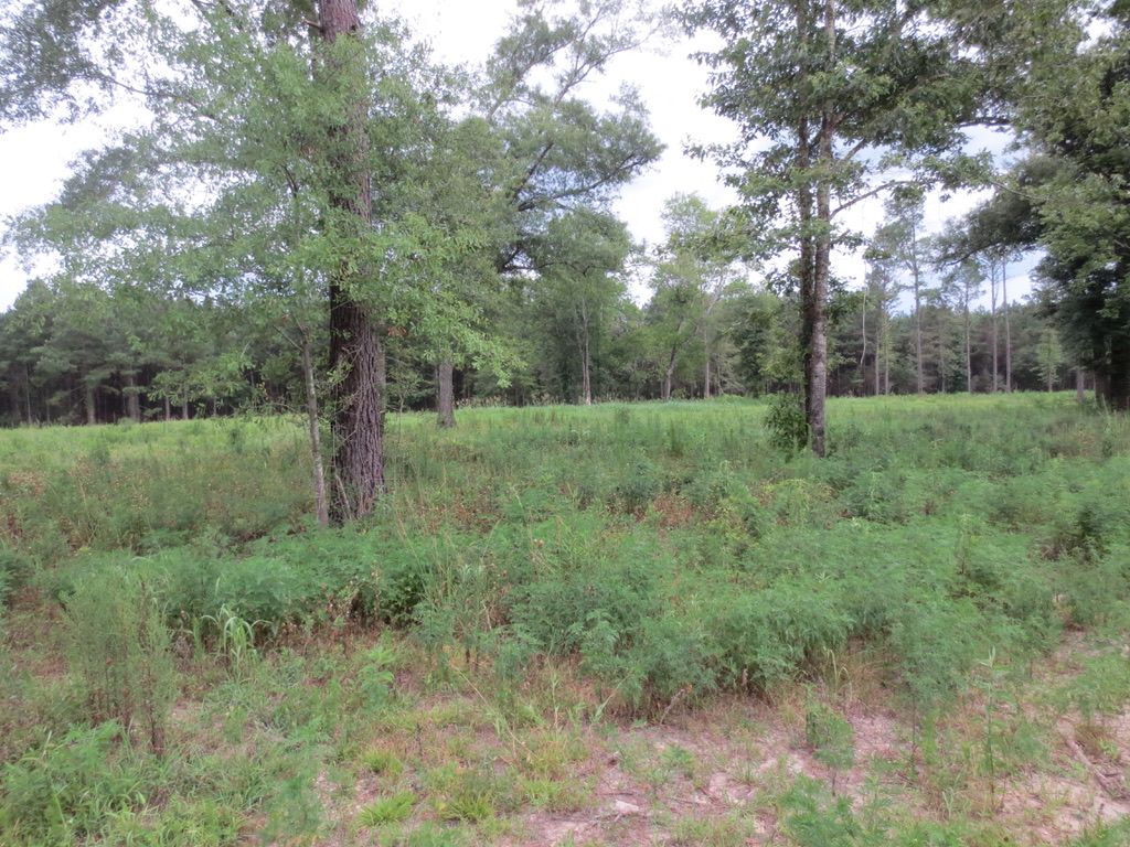 Sandy Hook, Marion County, MS Recreational Property, Timberland