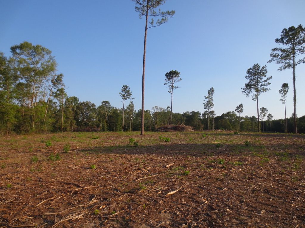 Sandy Hook, Walthall County, MS Recreational Property, Timberland