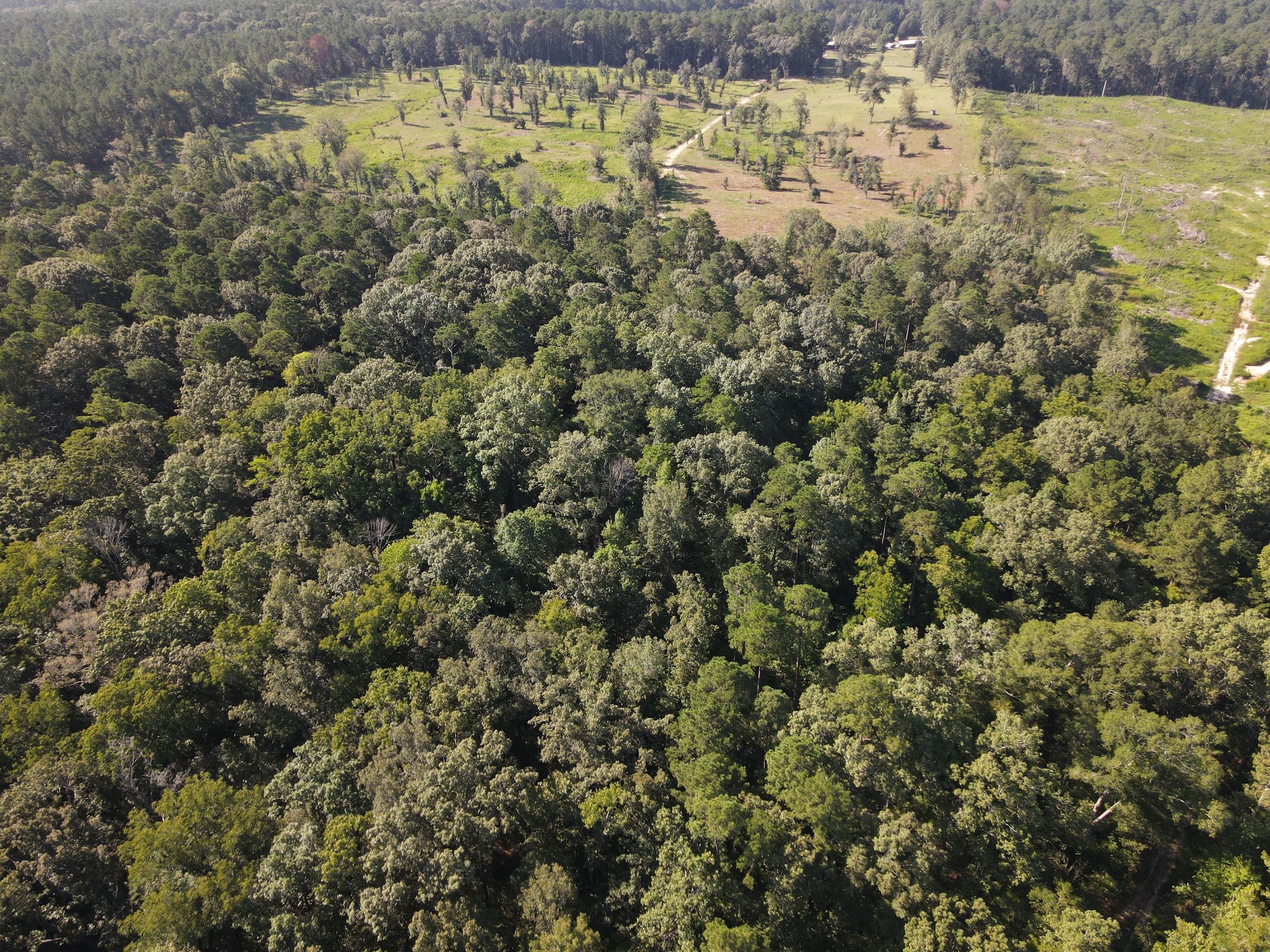 Junction City, Union County, AR Recreational Property, Timberland