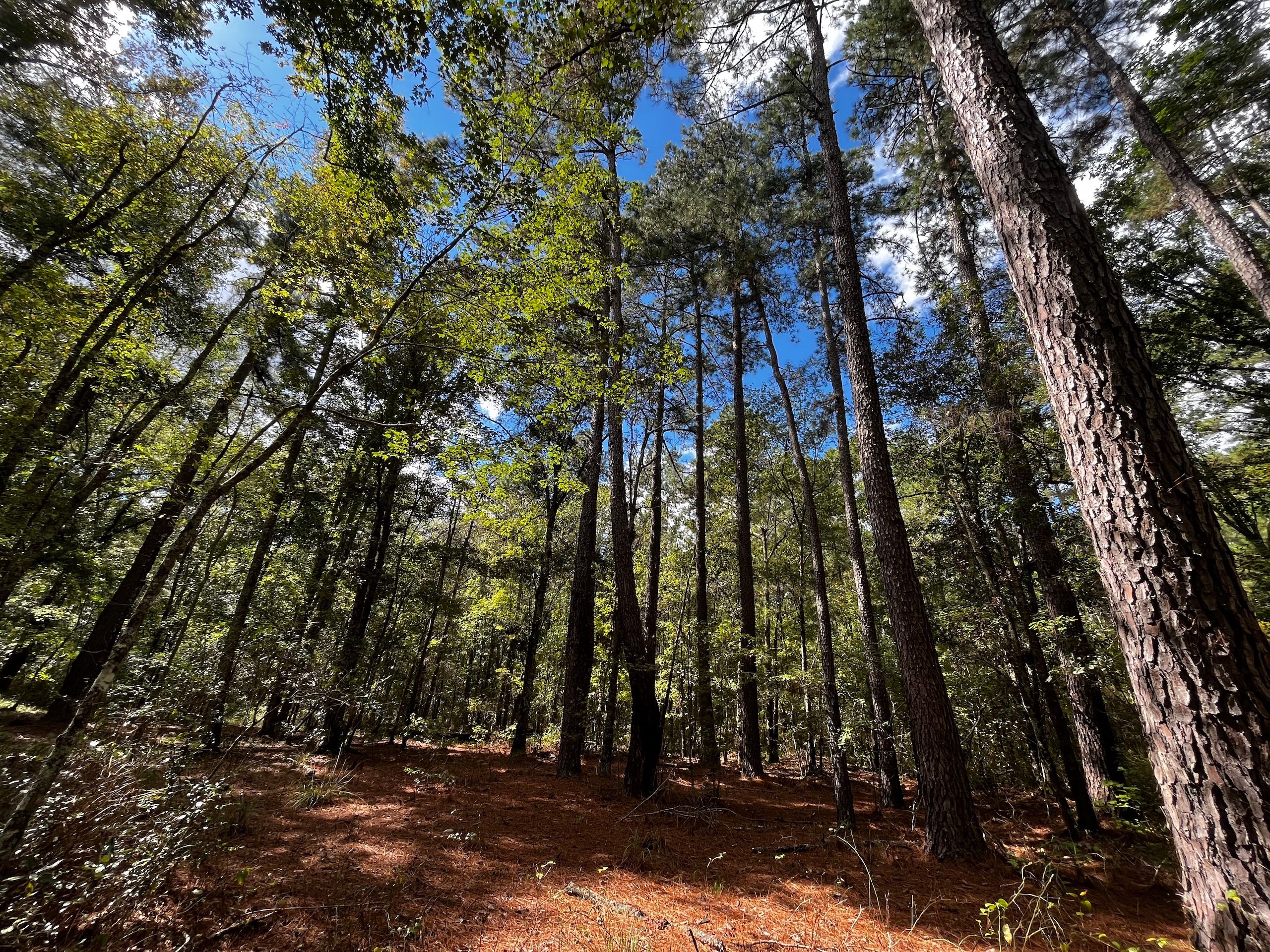 Johnsville Road, LotWP001, Smoaks, SC 29481 LandWatch