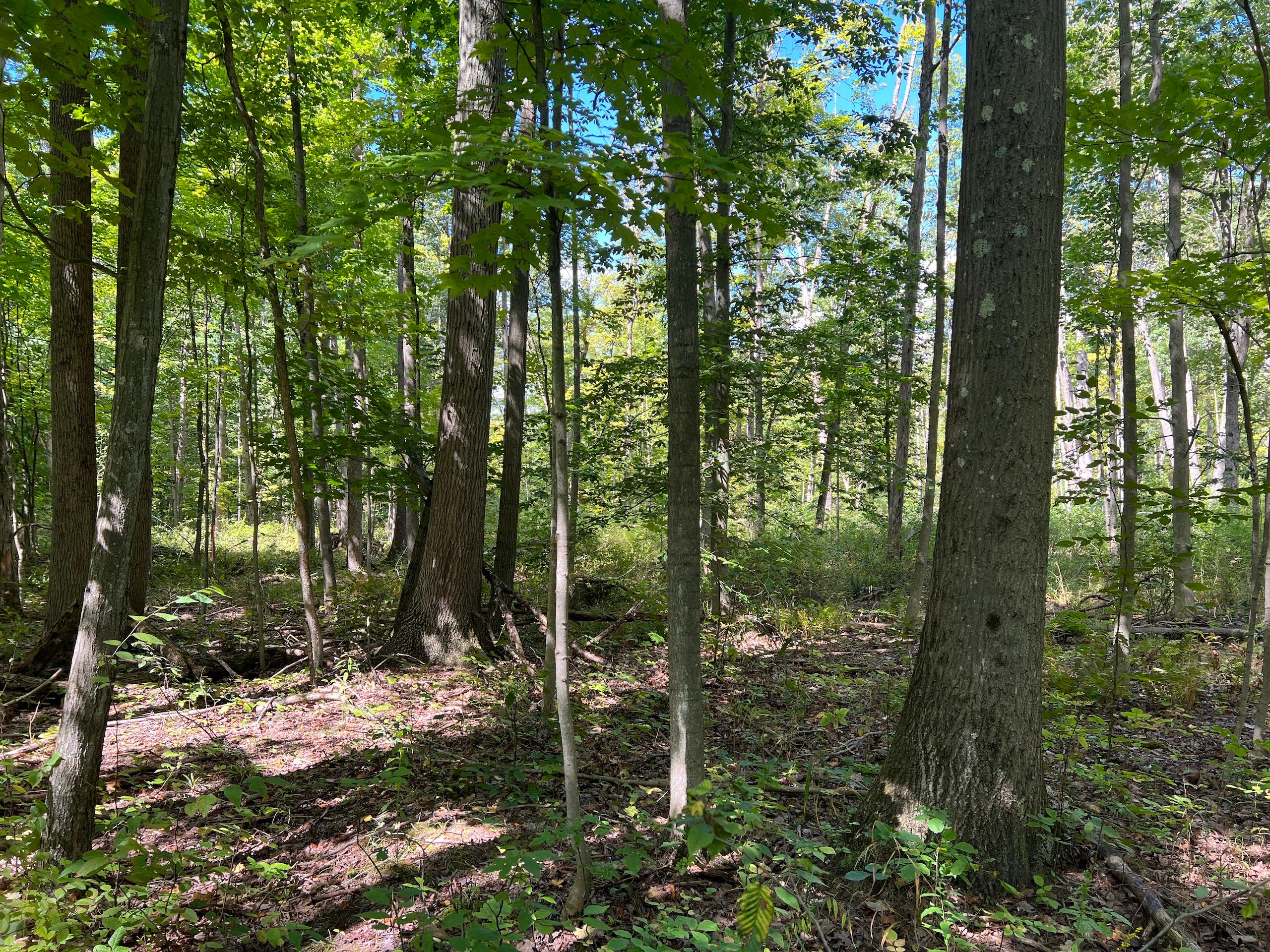 Conneaut Lake, Crawford County, PA Recreational Property, Timberland