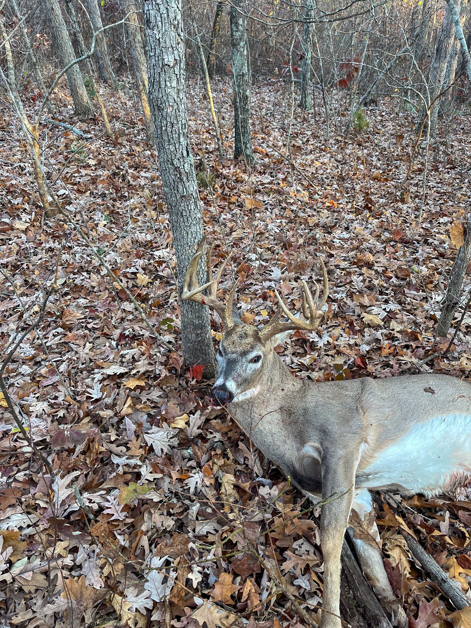 Richwoods, Washington County, MO Recreational Property, Hunting