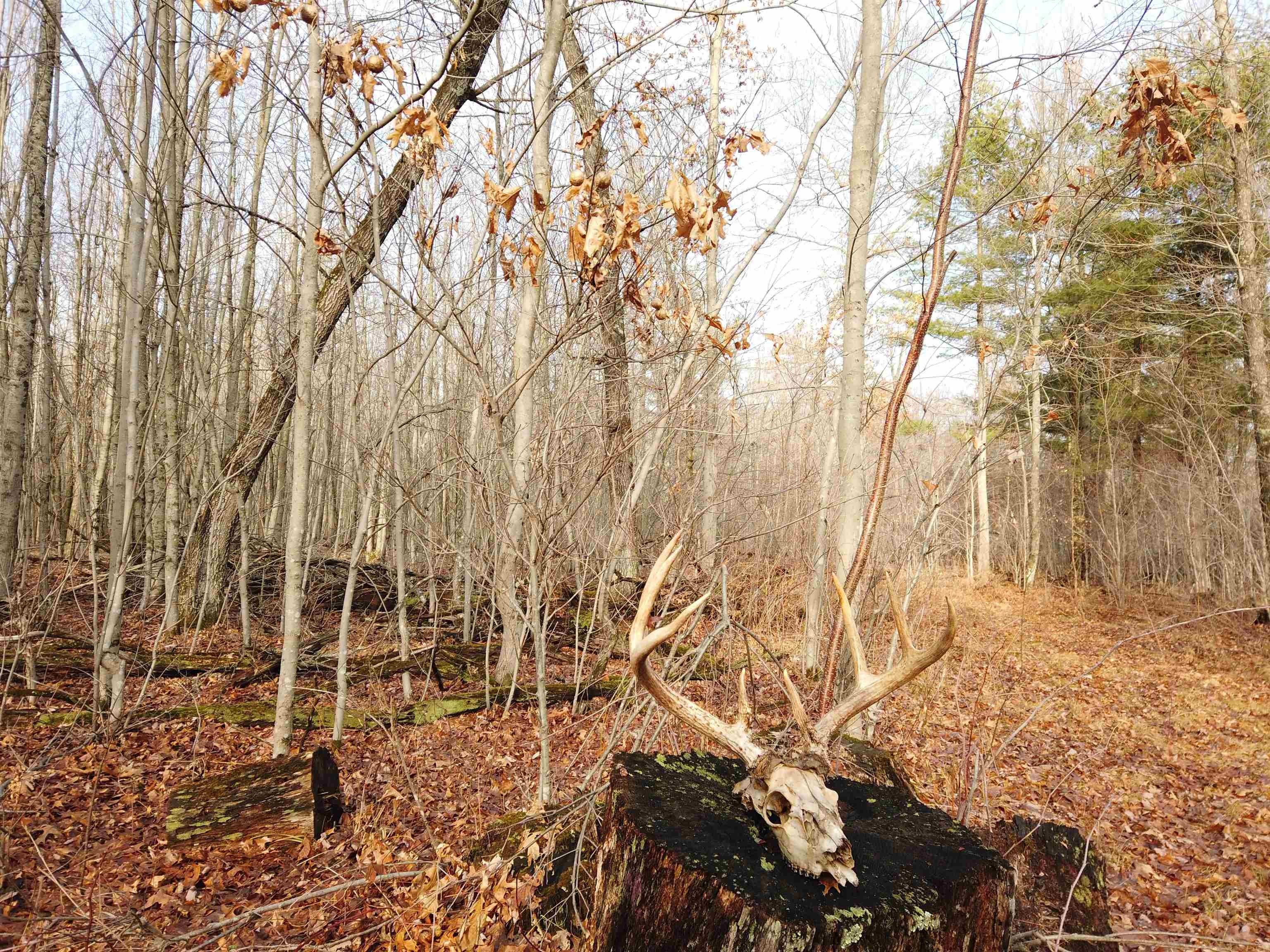 Babcock, Wood County, WI Undeveloped Land, Lakefront Property, Waterfront Property for sale