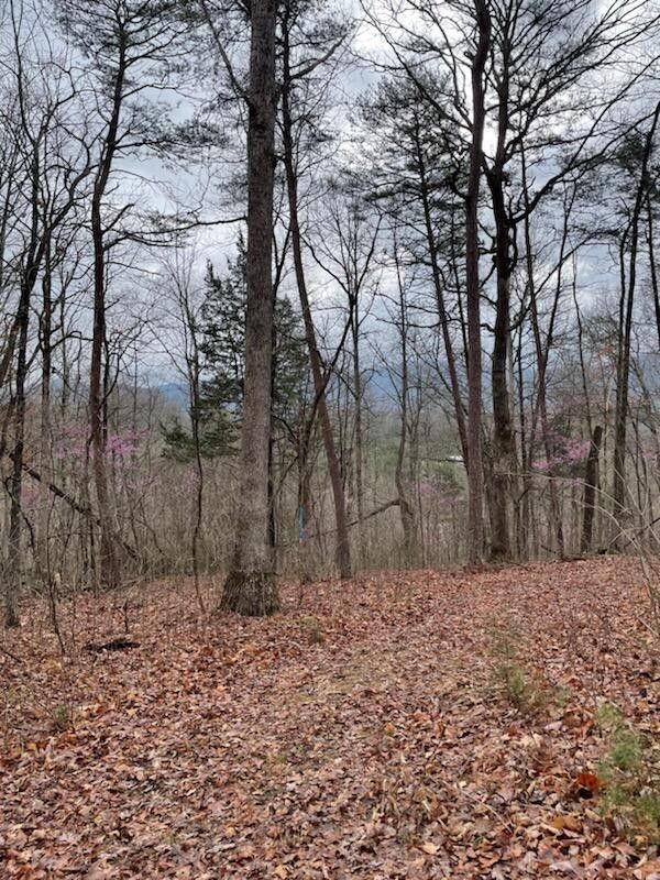 Parrottsville, Cocke County, TN Undeveloped Land for sale Property ID 418586342 LandWatch