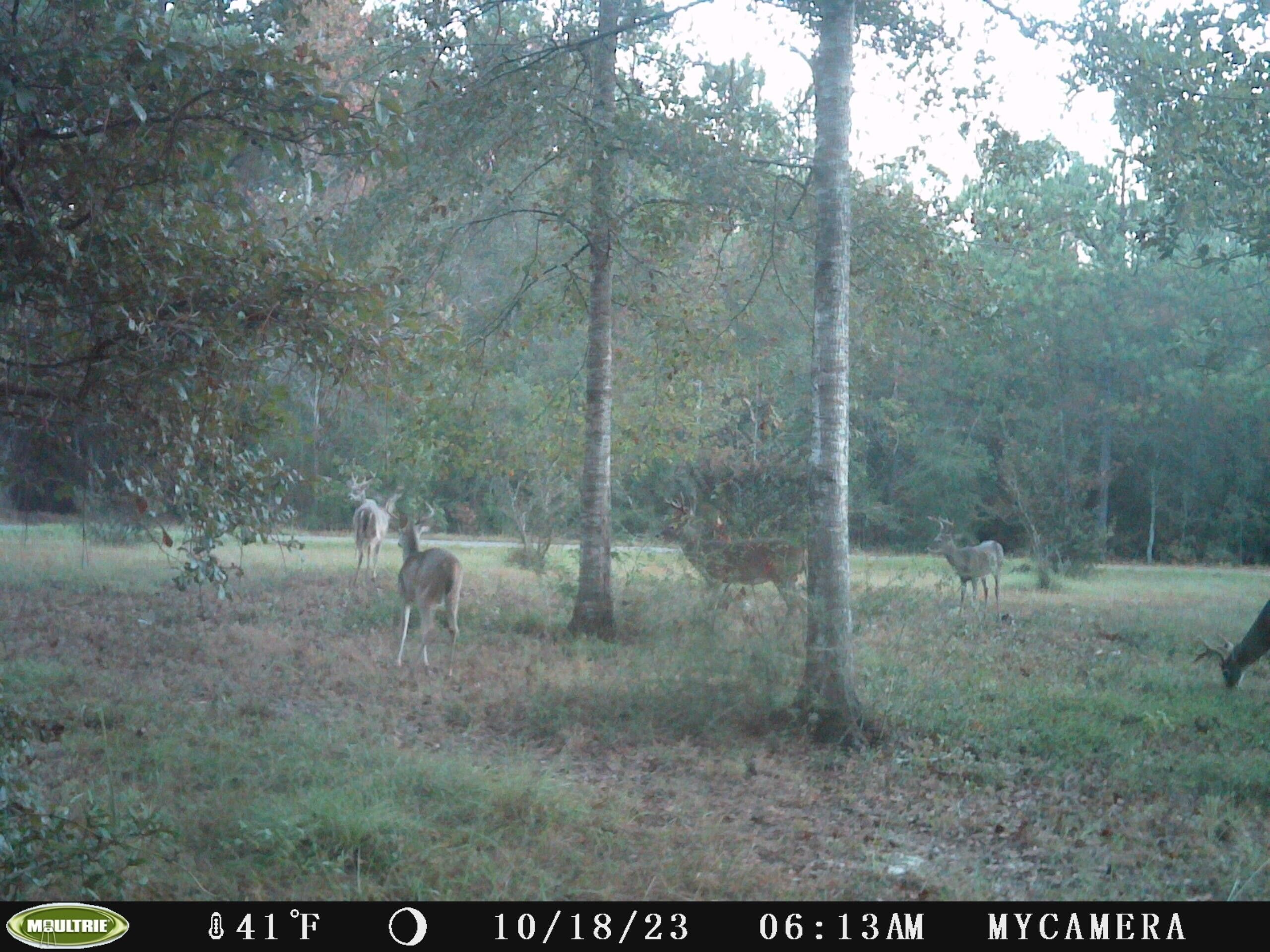 Laurel Hill, Walton County, FL Undeveloped Land for sale Property ID