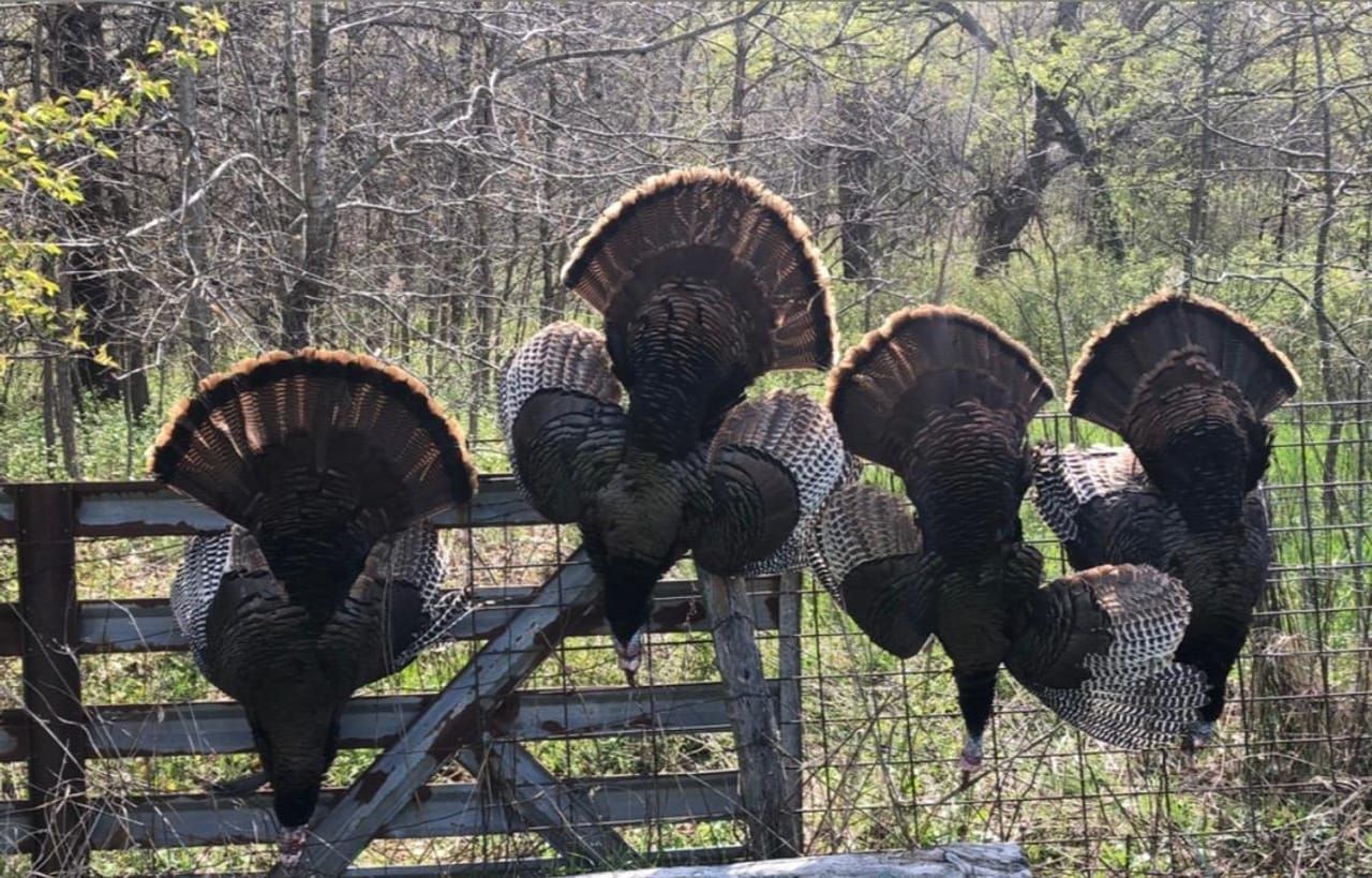 Curryville, Pike County, MO Recreational Property, Hunting Property for