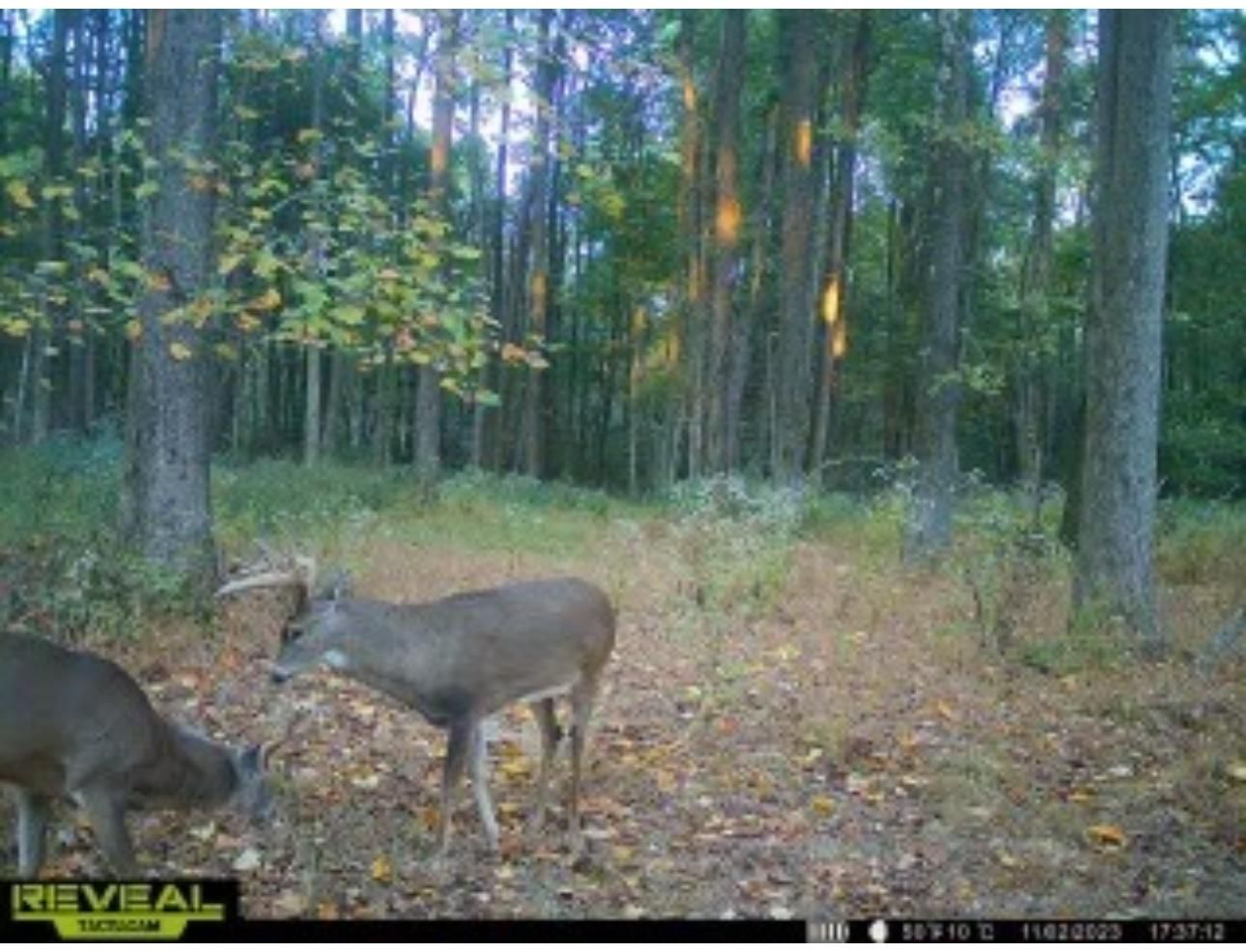 187 acres in Bardwell, KY, 42023 LandWatch