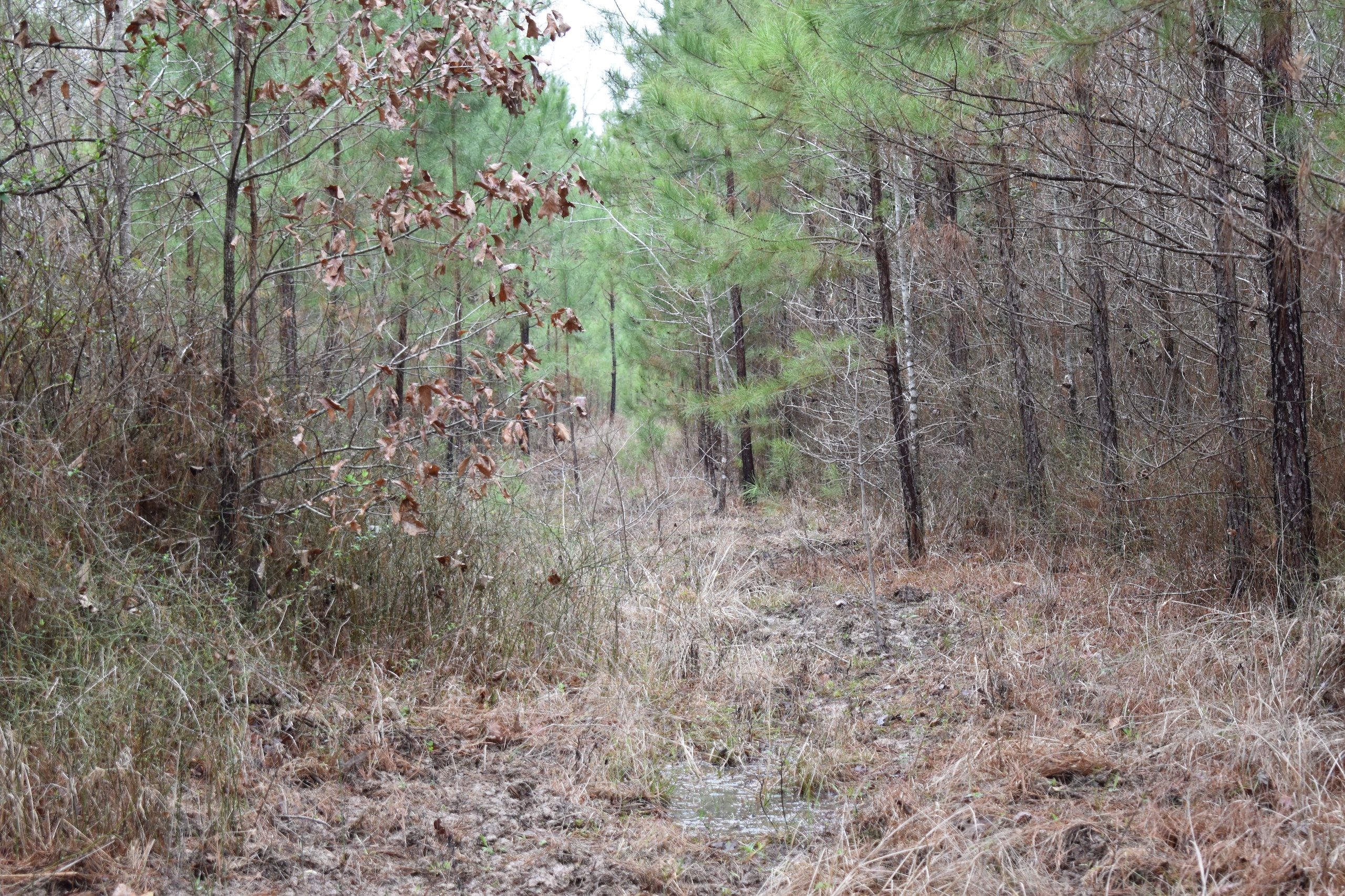 AR Hwy 167, Lot WP001, Thornton, AR 71766 LandWatch