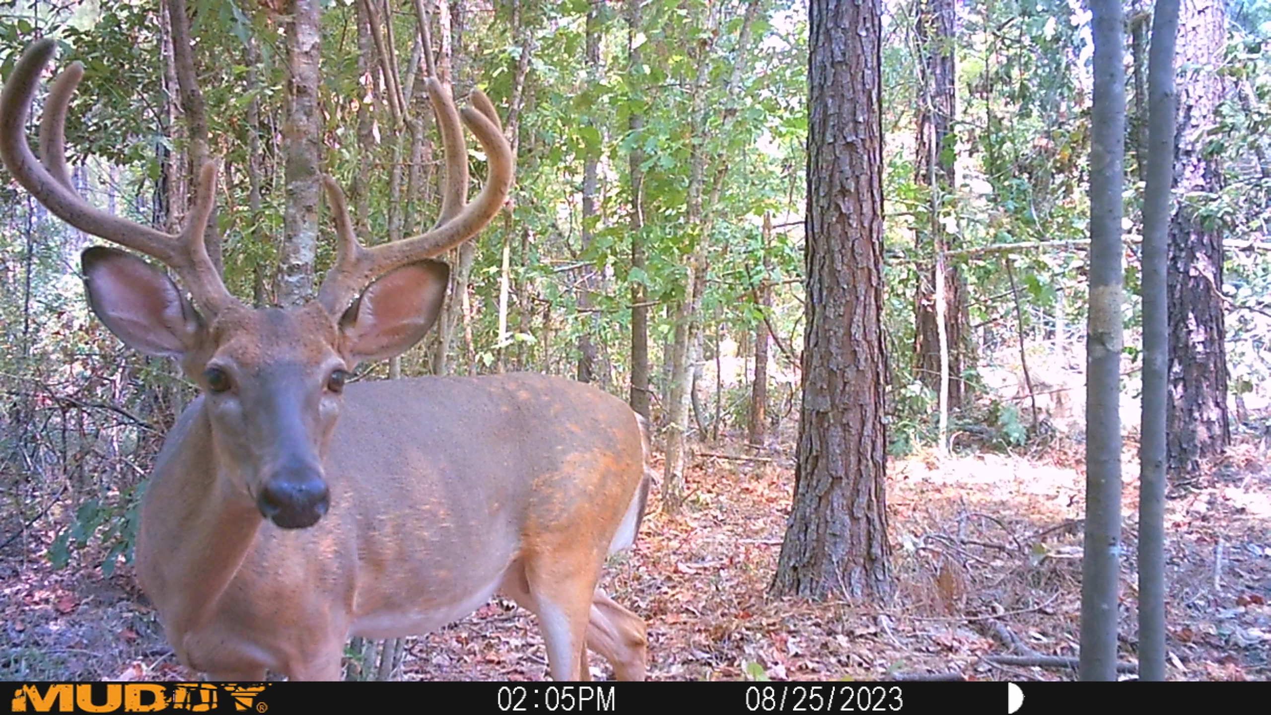 Sikes, Winn Parish, LA Recreational Property, Timberland Property