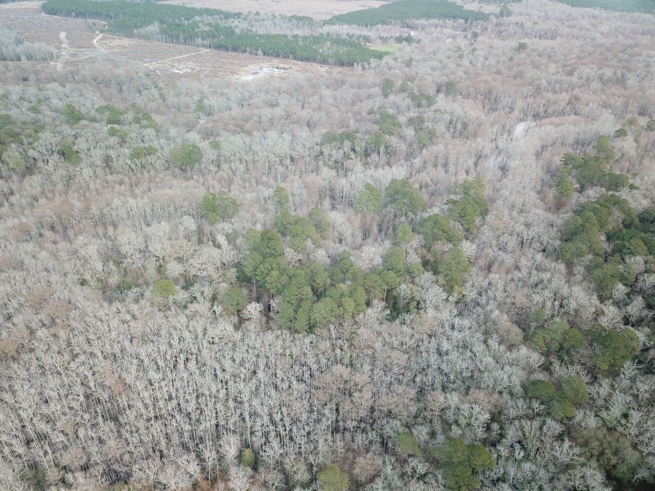 Spearsville, Union Parish, LA Recreational Property, Timberland