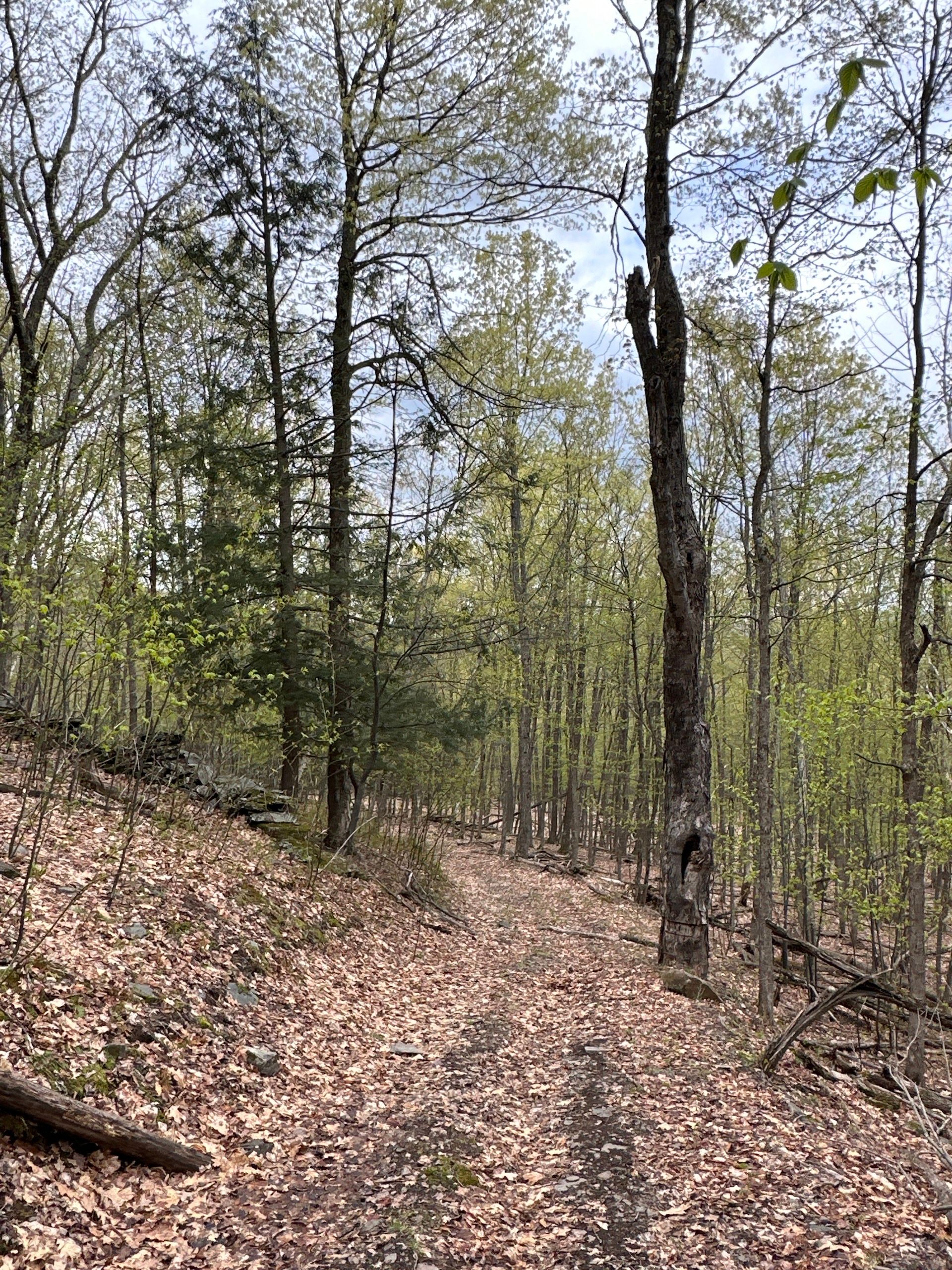 Moores Road, LotWP001, Cornwallville, NY 12418 MLS 11171292 LandWatch