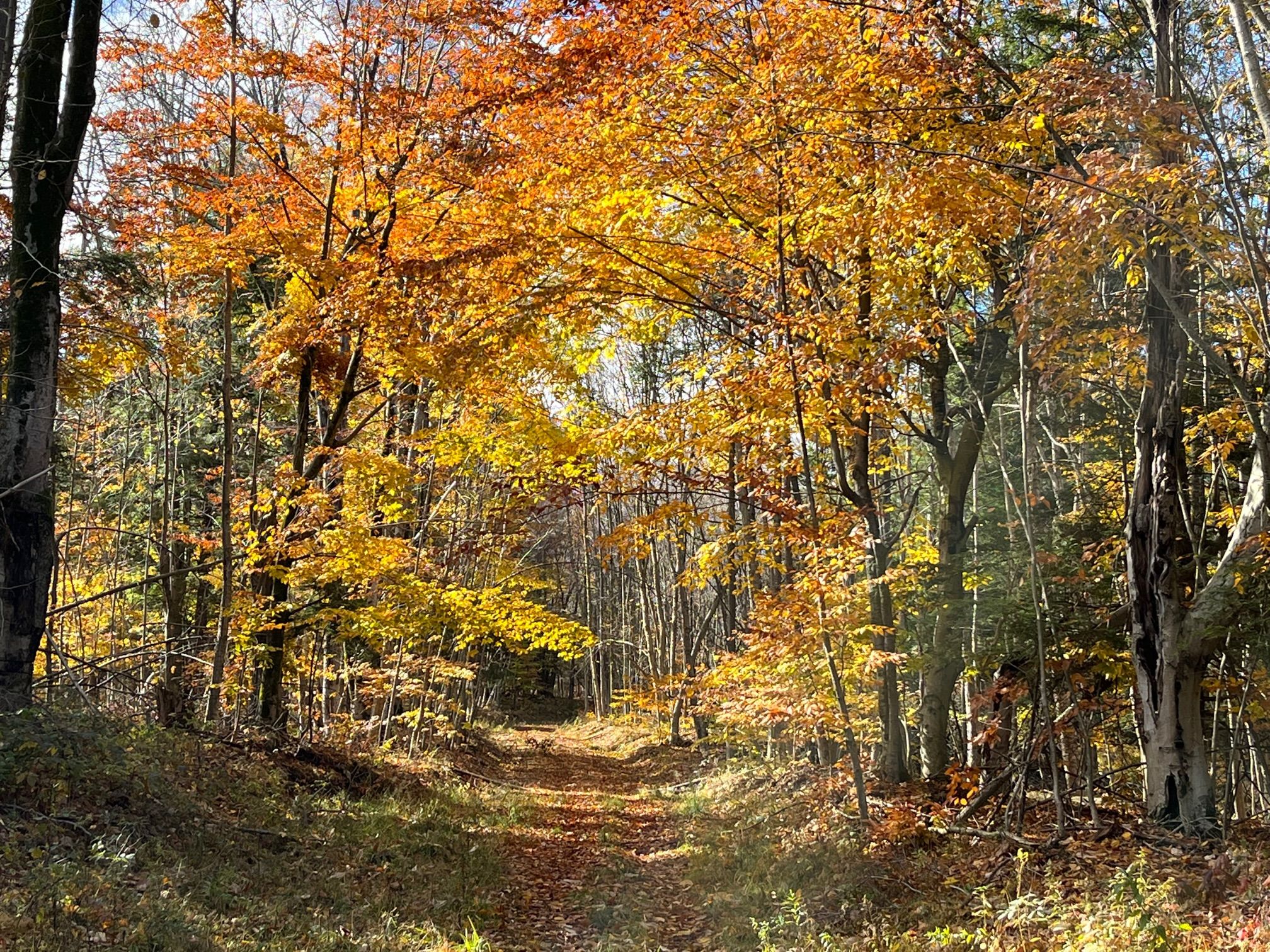 VL Davison Road, LotWP001, Cherry Creek, NY 14723 MLS 11202545