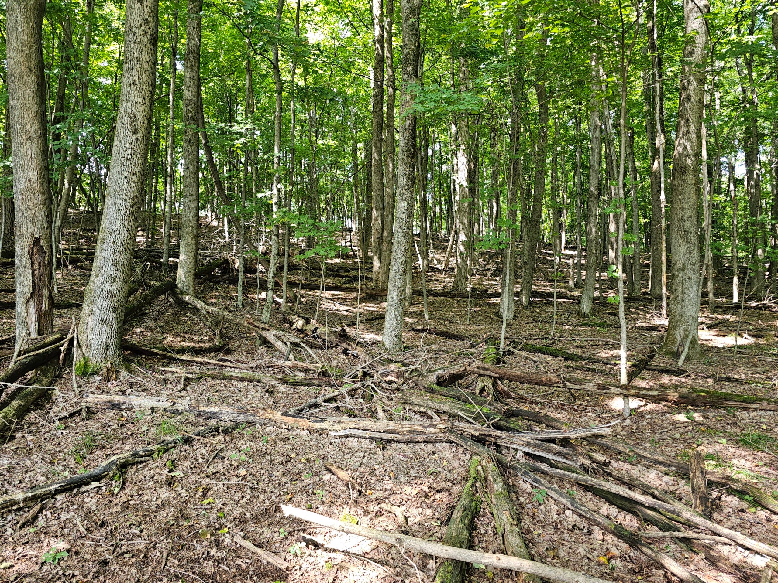 0WP Maples Rd, Hartwick, NY 13348 MLS 11204245 LandWatch