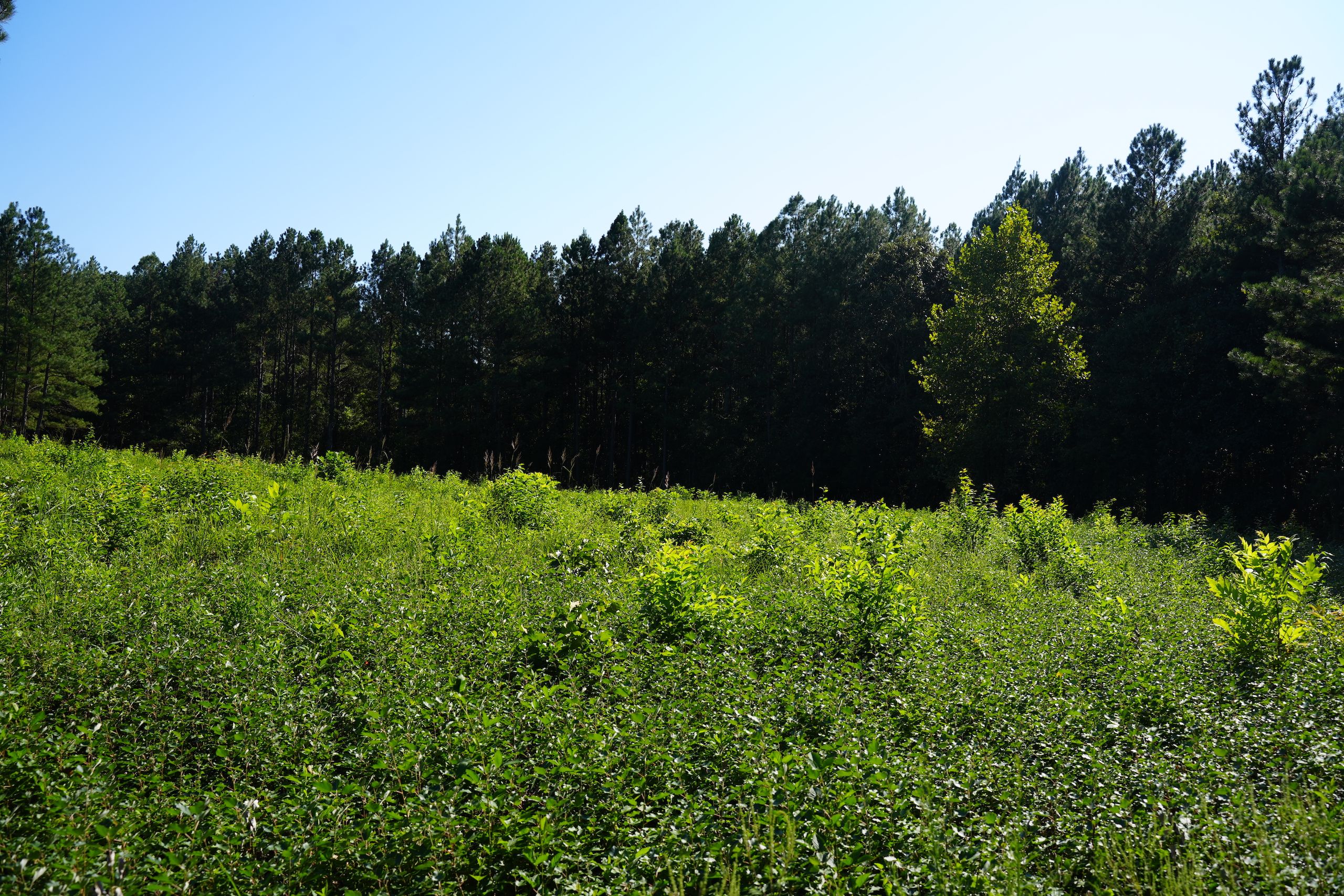 Lawndale, Cleveland County, NC Recreational Property, Hunting Property