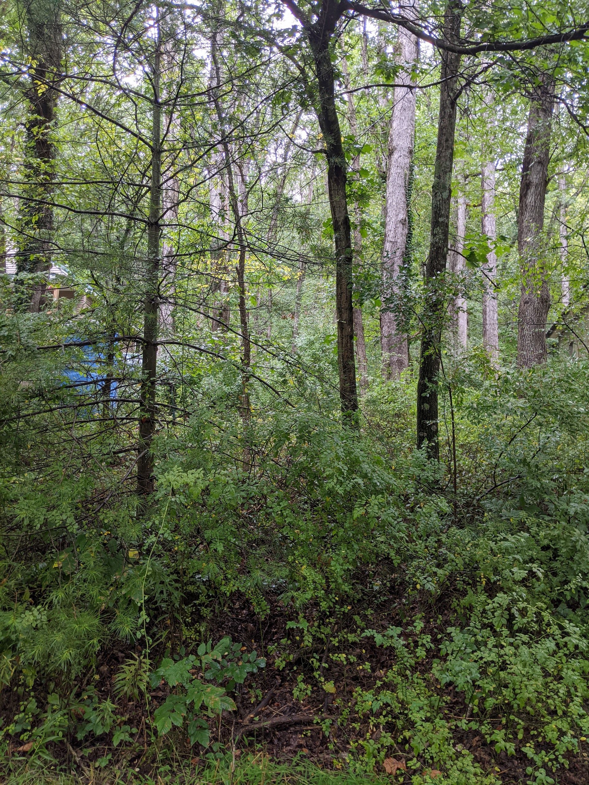Cross Fork, Potter County, PA Undeveloped Land, Homesites for sale